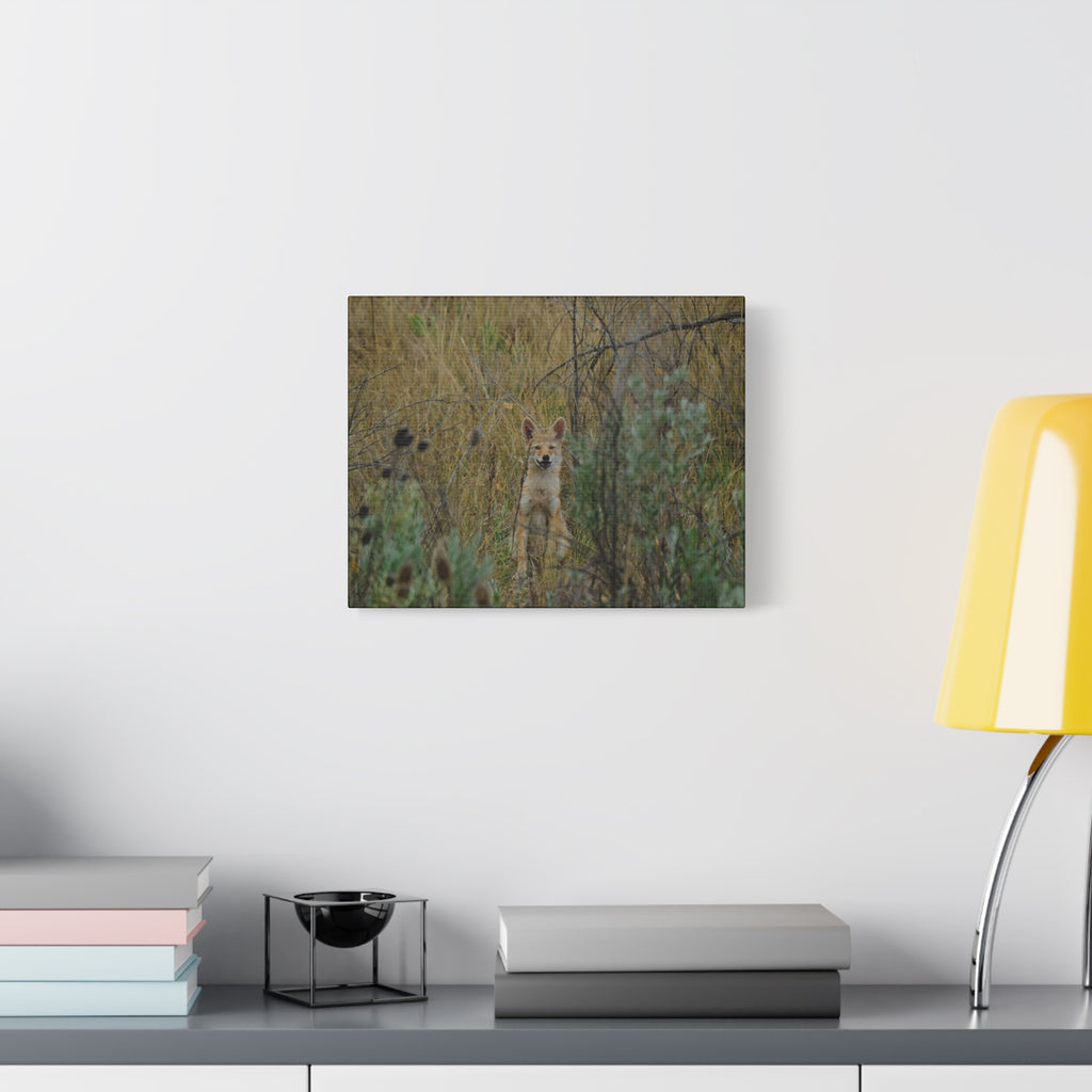 Friendly Face In The Wild - Coyote in Tall Grass Matte Canvas Wall Art