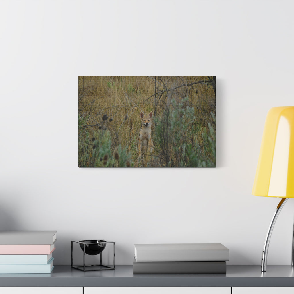 Friendly Face In The Wild - Coyote in Tall Grass Matte Canvas Wall Art