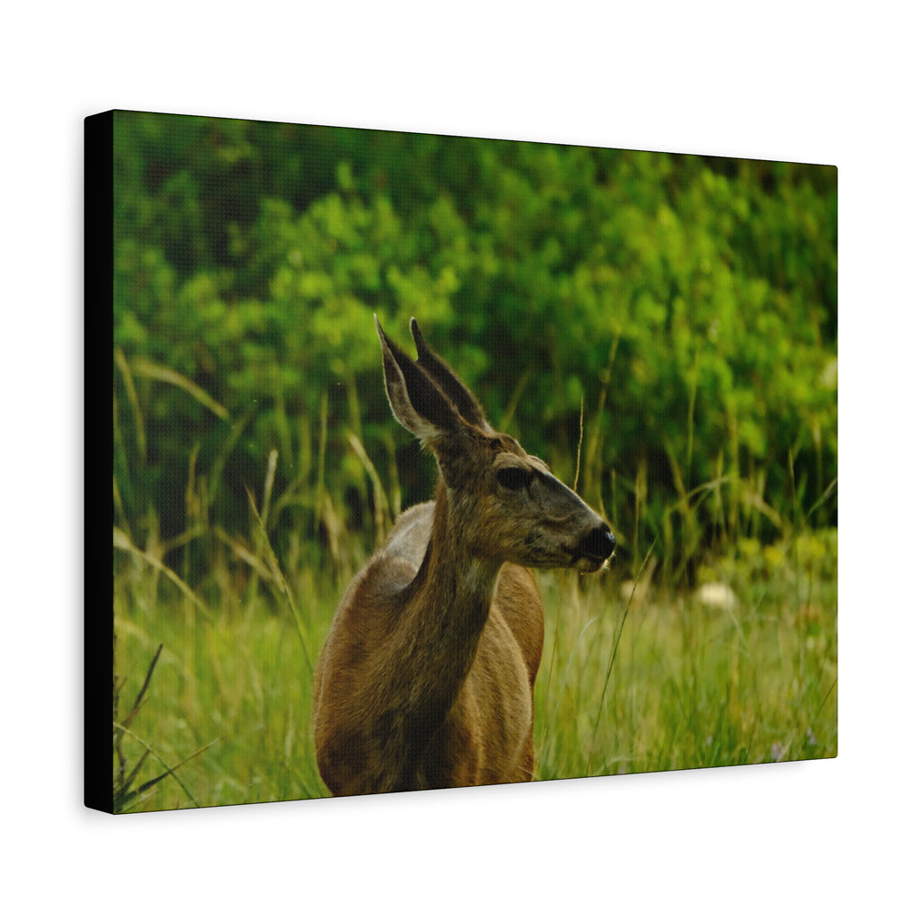 Doe in Meadow Matte Stretched Canvas (1.25") — Wildlife Wall Art