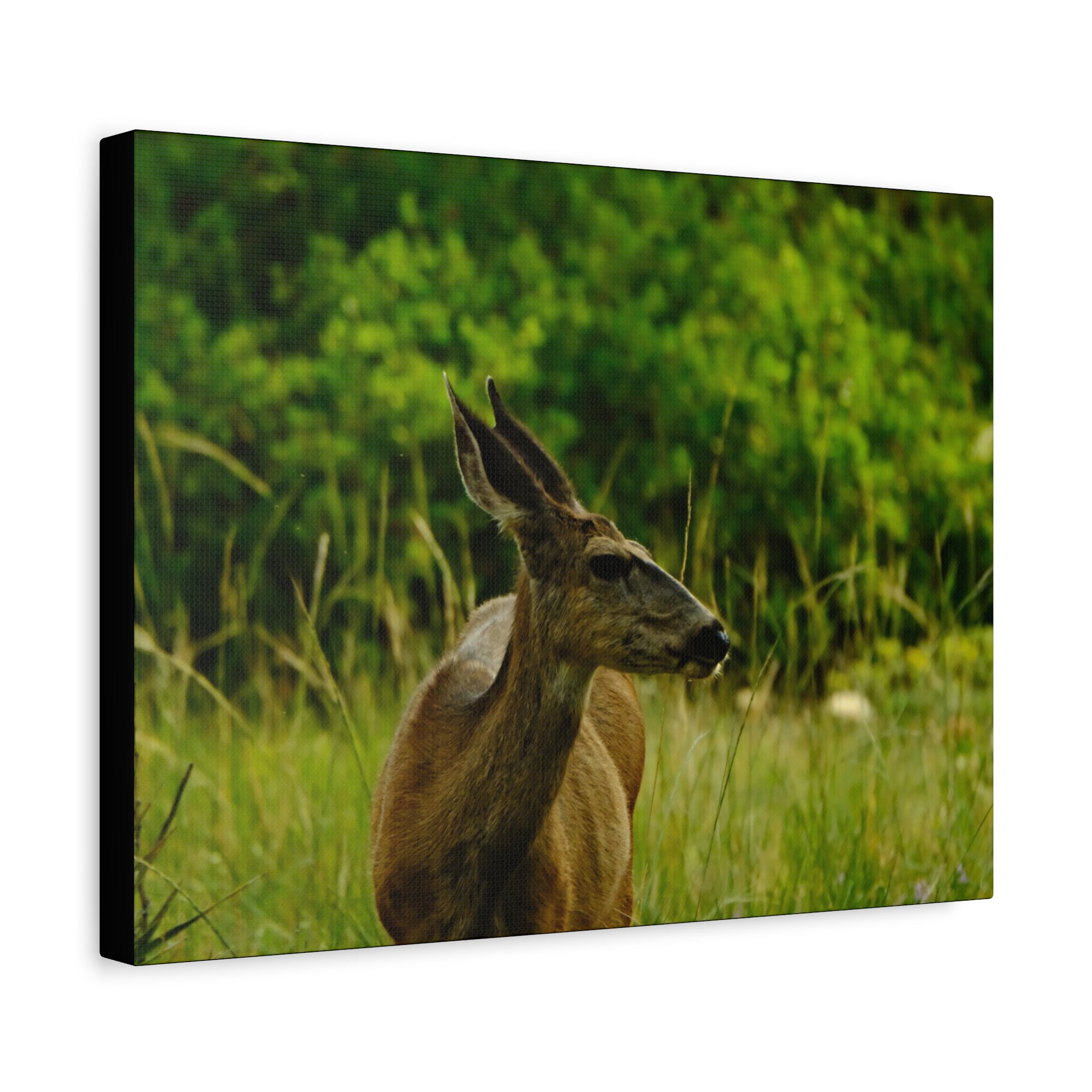 Doe in Meadow Matte Stretched Canvas (1.25") — Wildlife Wall Art