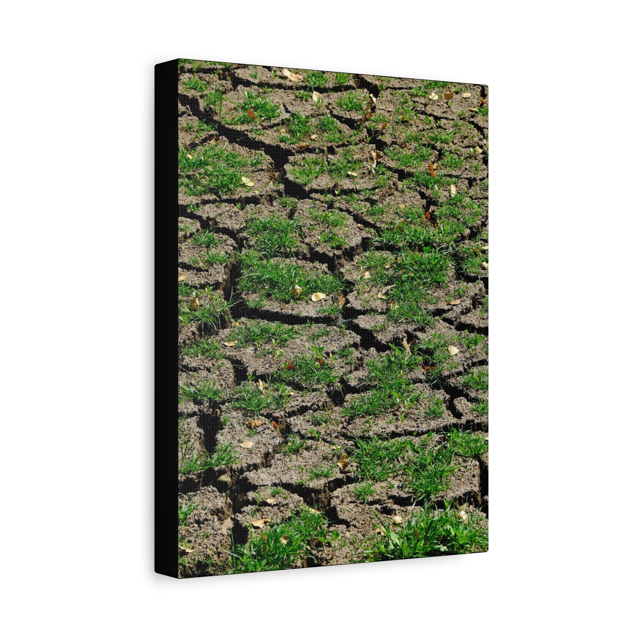 Life Finds A Way Canvas Print — Cracked Earth with Green Grass Matte Stretched Canvas (1.25")