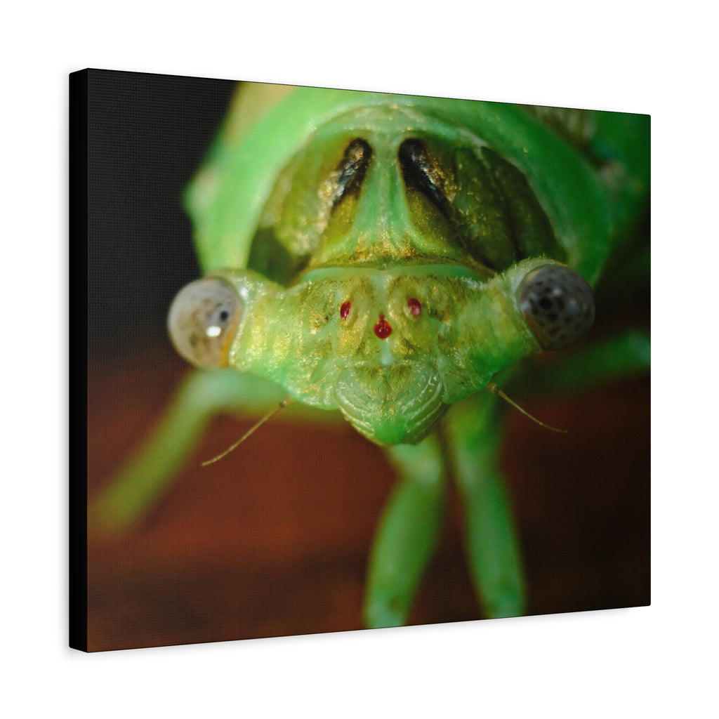 Cute Green Cicada Macro Canvas Print — Close-Up Insect Wall Art