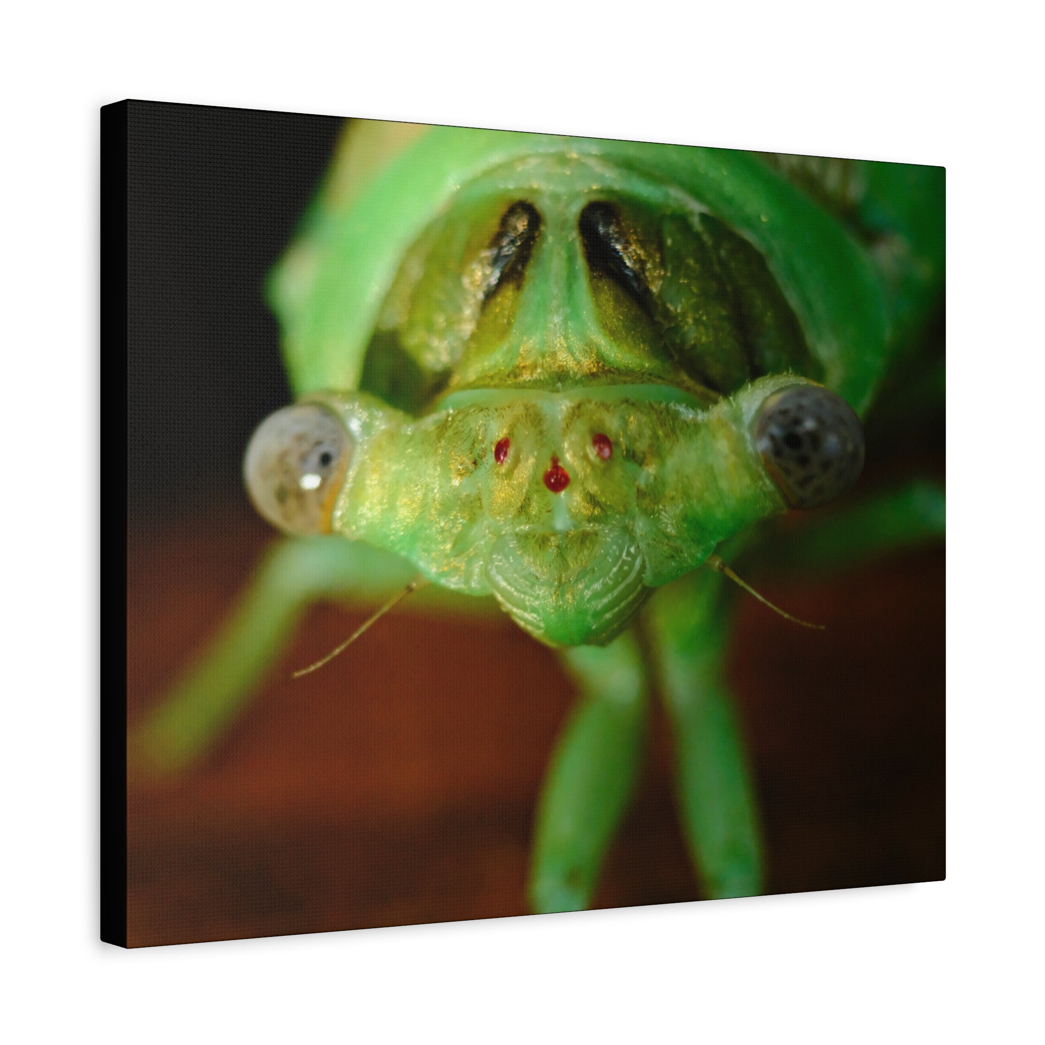 Cute Green Cicada Macro Canvas Print — Close-Up Insect Wall Art