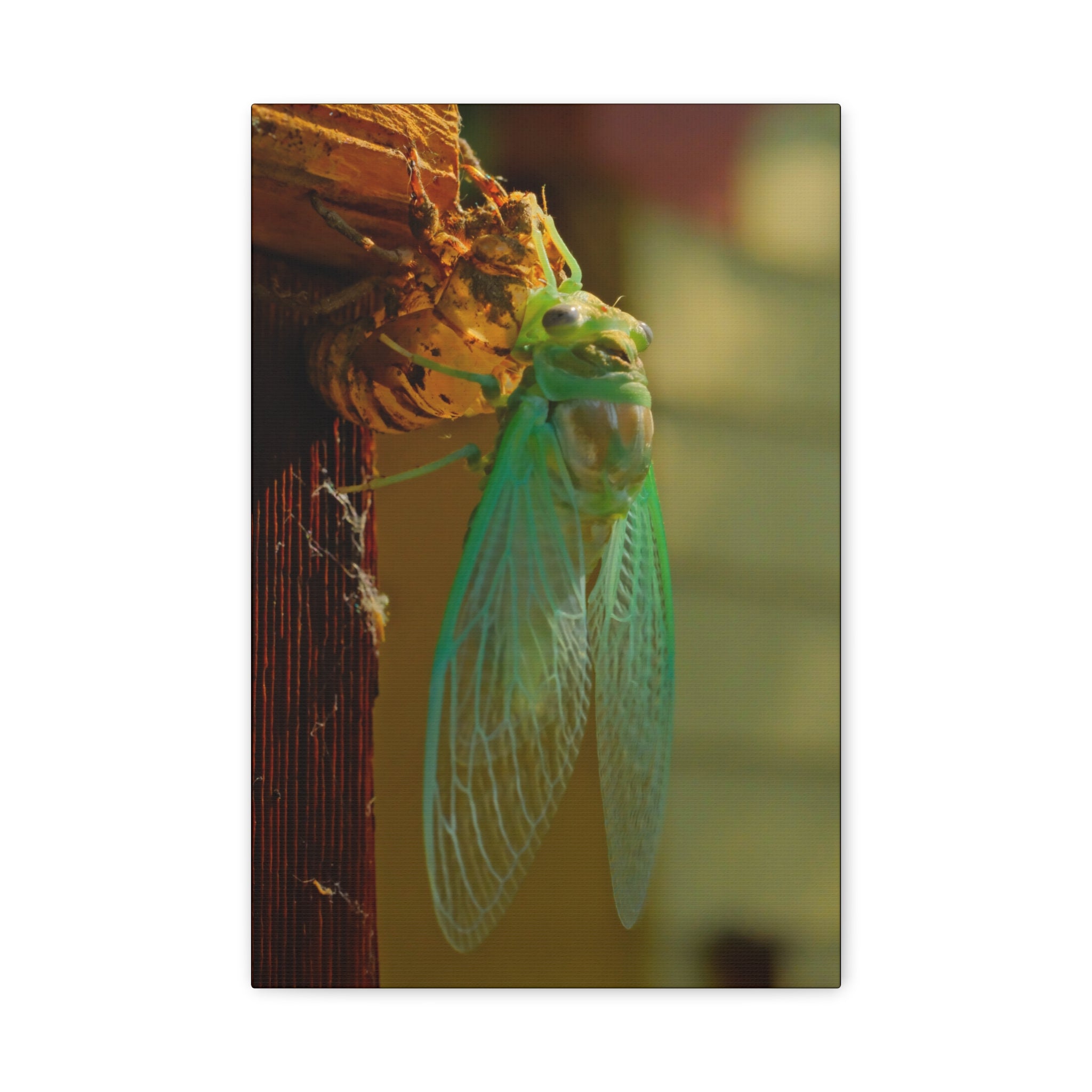 Cicada Close-Up Matte Canvas Wall Art — Nature Photography Stretched Print