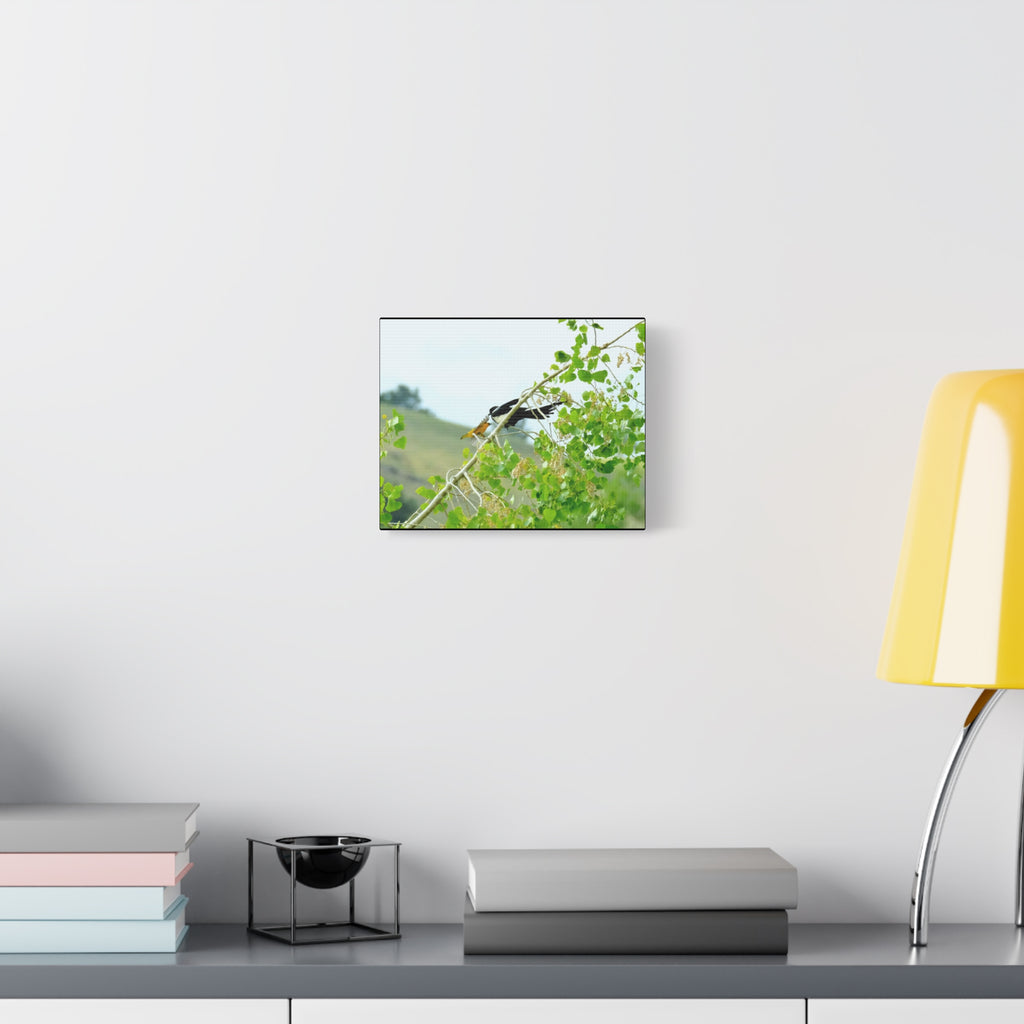 Oriole & Magpie Battle on an Aspen Branch - Matte Stretched Canvas Wall Art