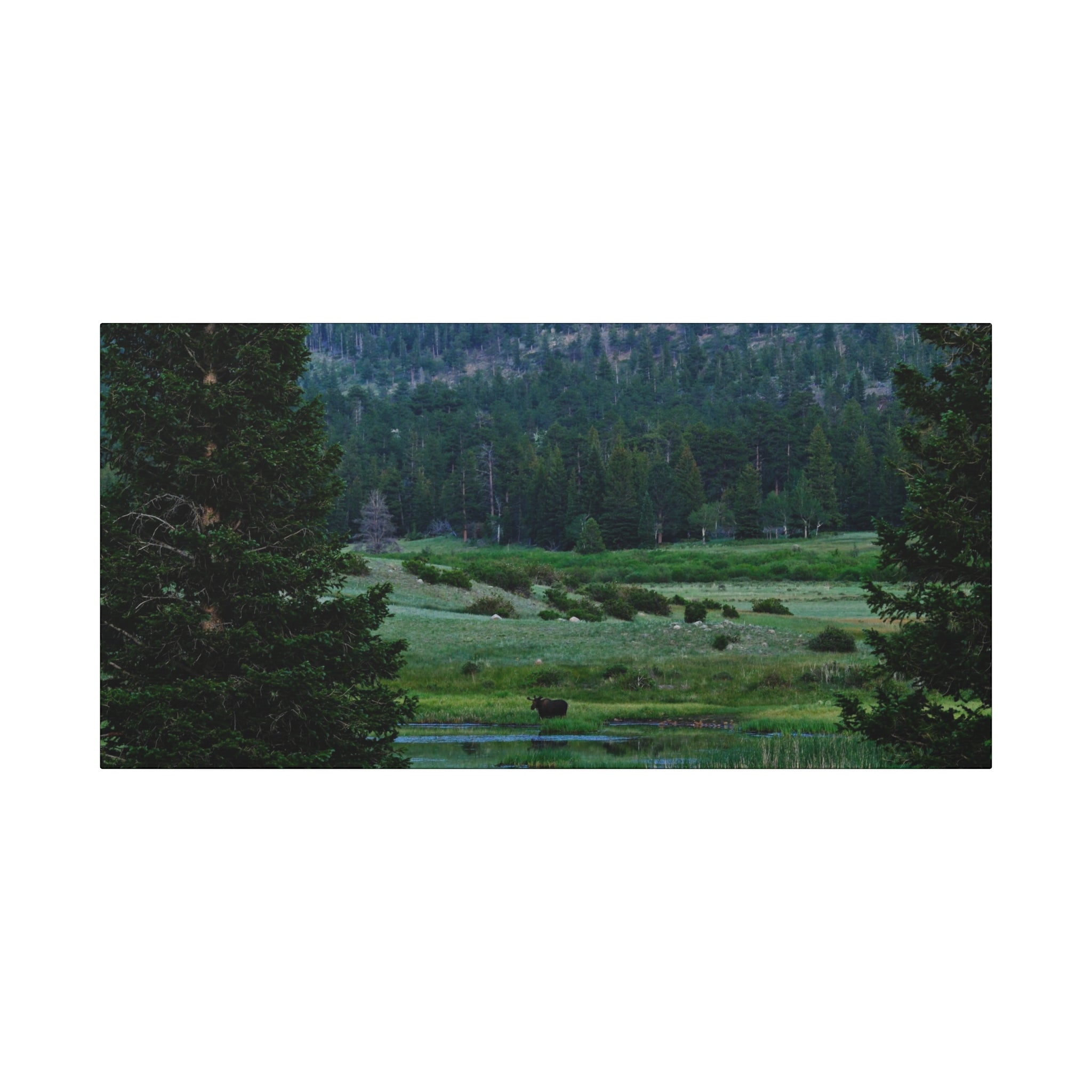 Moose Meadow Canvas Wall Art – Stretched Matte Landscape Print