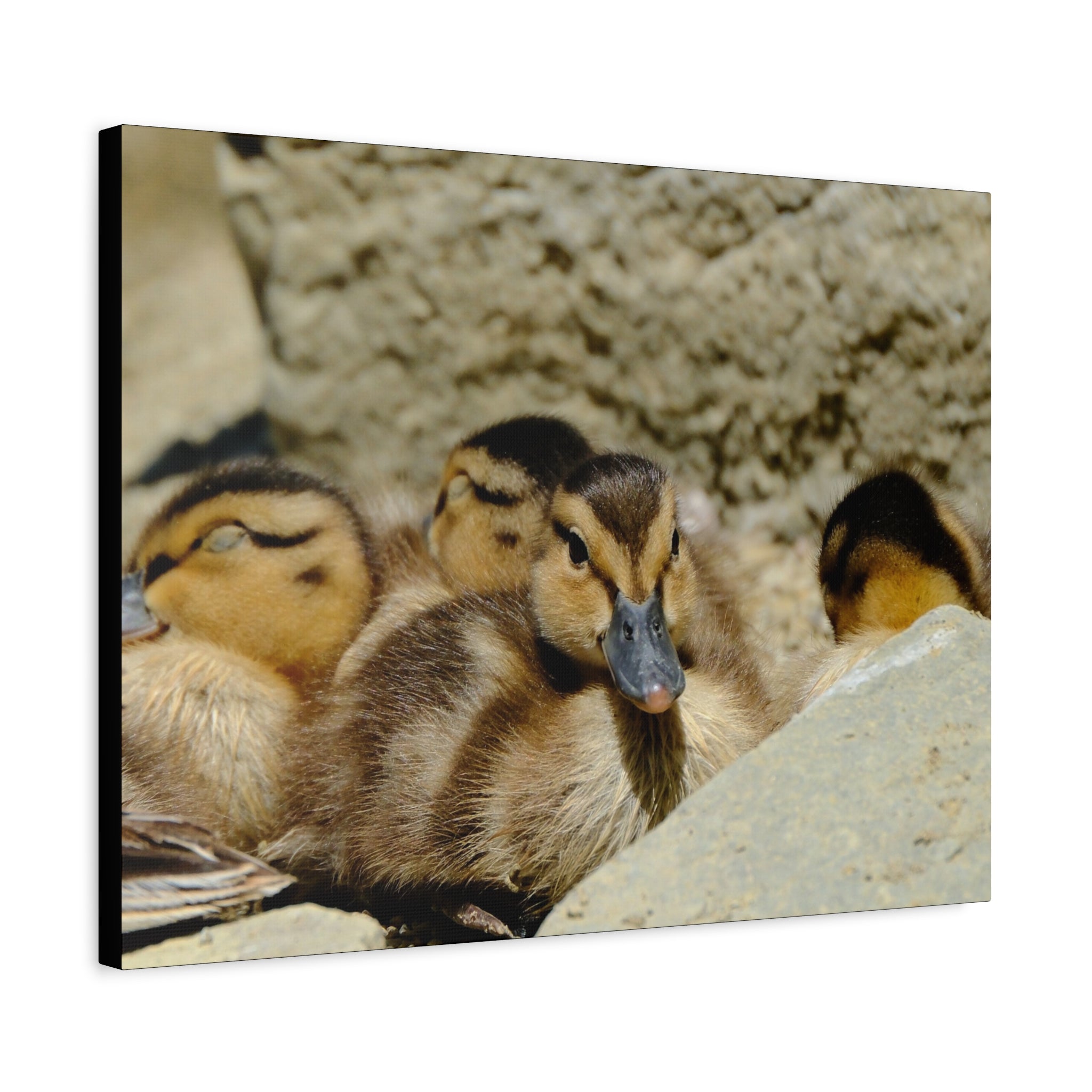 Duckling Canvas Print - Cute Baby Ducks Matte Stretched Wall Art