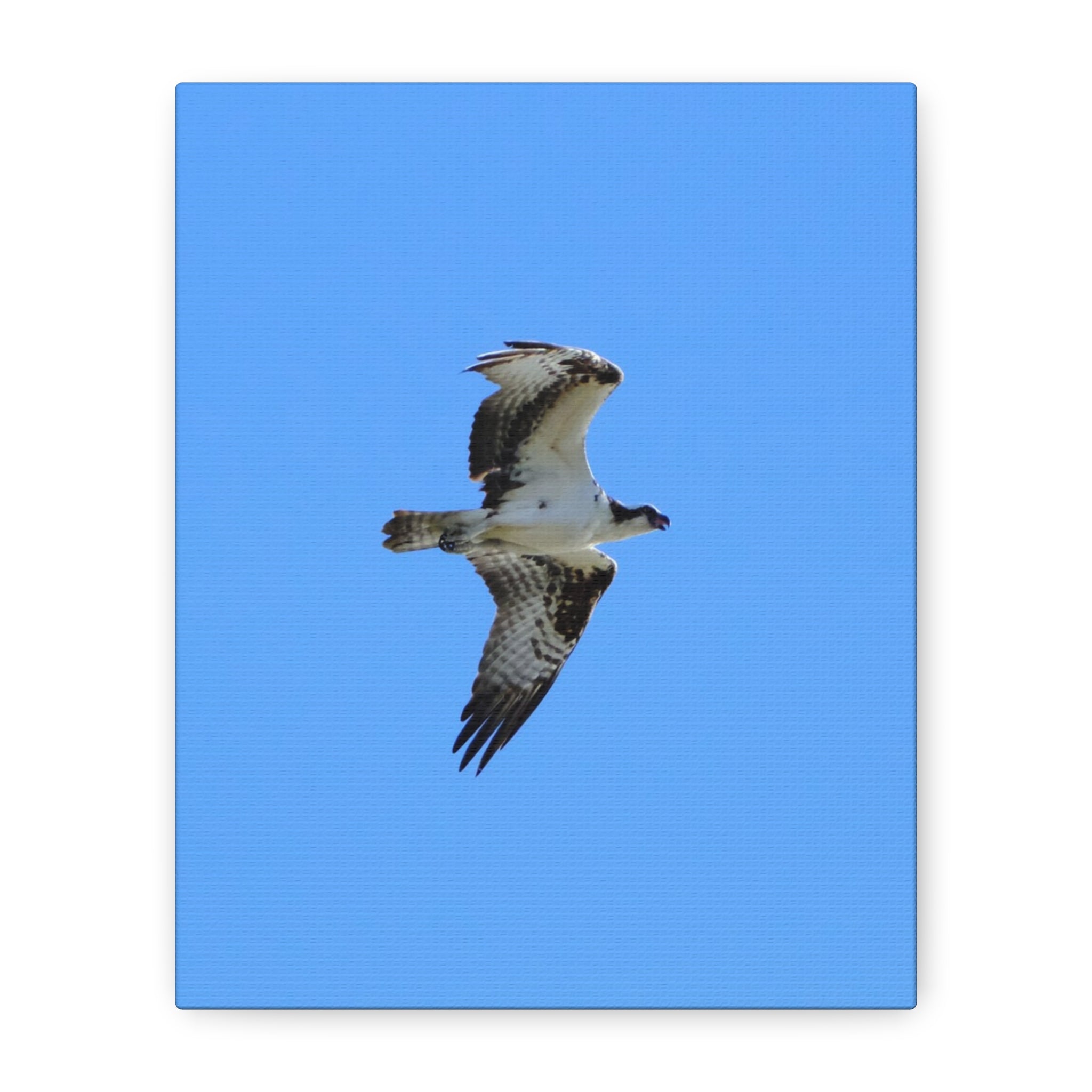 Osprey in Flight Matte Canvas Print — Stretched Wall Art