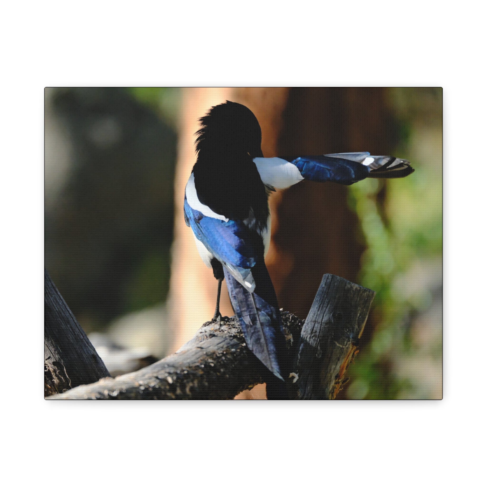Black-billed Magpie Wildlife Canvas Print — Matte Stretched Wall Art