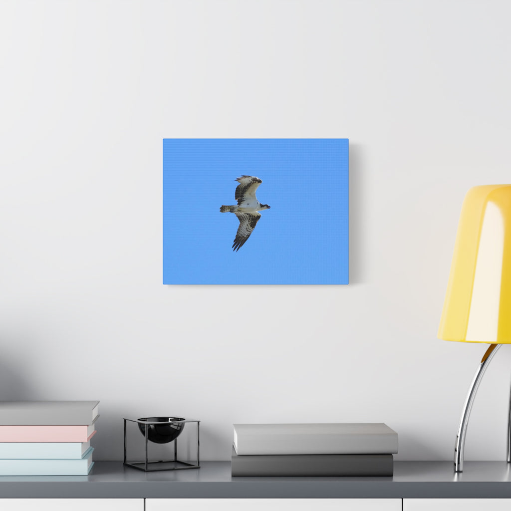 Osprey in Flight Matte Canvas Print — Stretched Wall Art