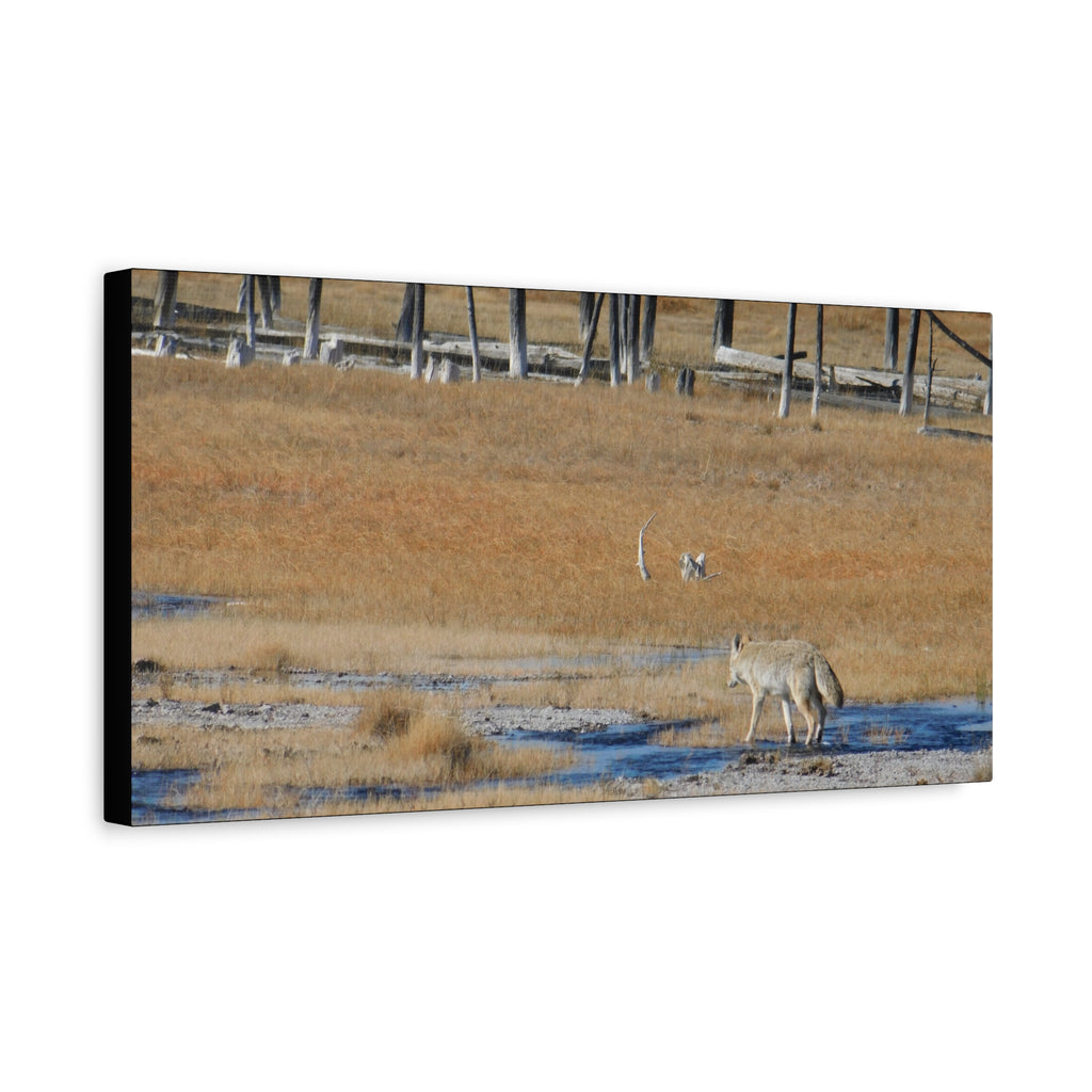 Coyote Canvas Wall Art — Wildlife Landscape Matte Stretched Print