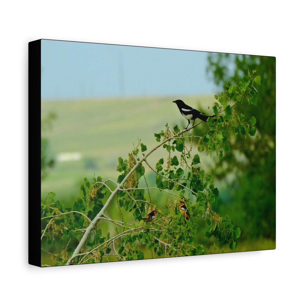 Magpie & Bullock's Oriole resting Matte Stretched Canvas Wall Art