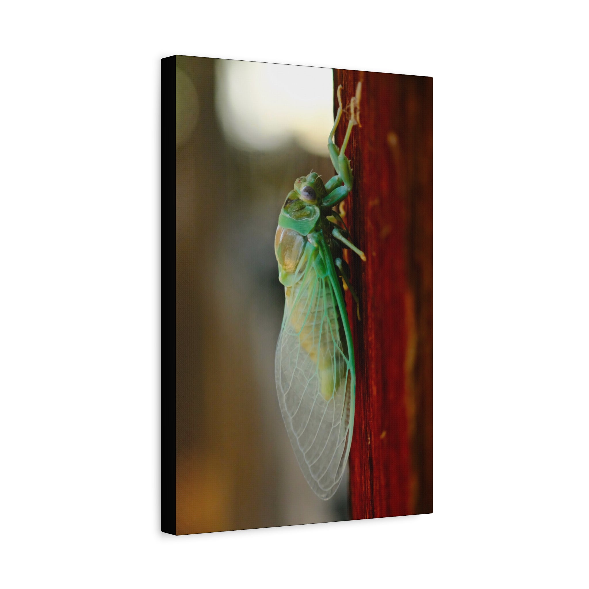 Cicada Close-Up Matte Canvas Print — Stretched 1.25" Nature Wall Art
