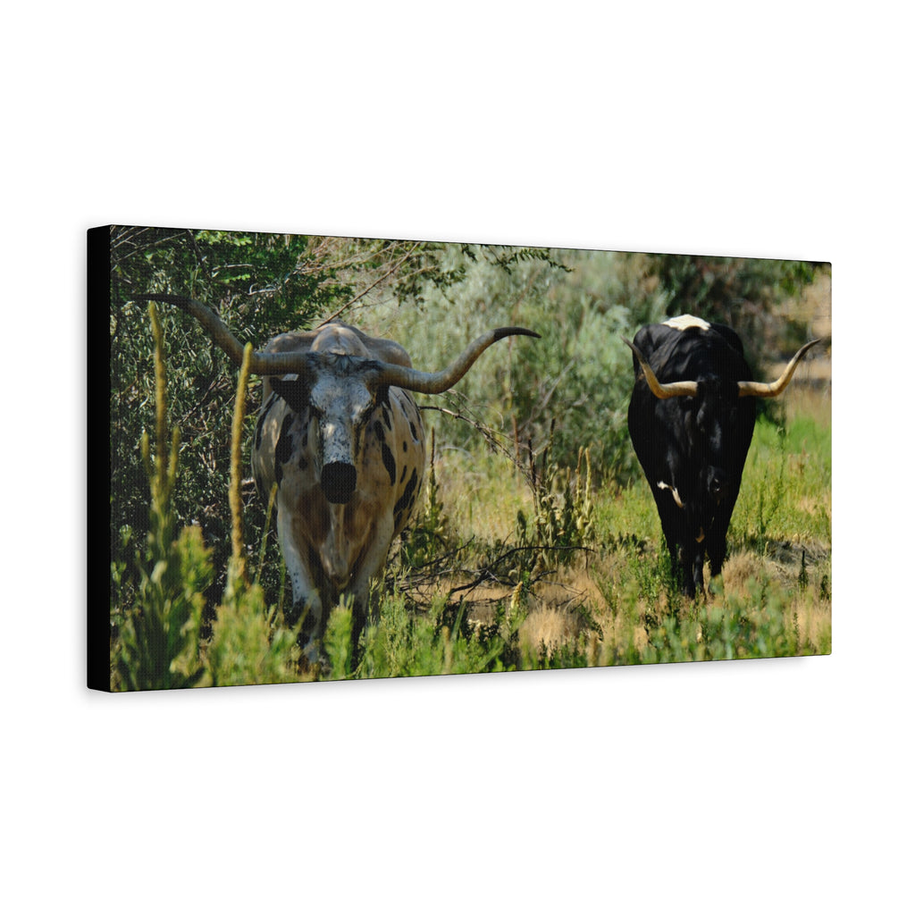 Long Horns on a Stroll - Matte Canvas, Stretched, 1.25"