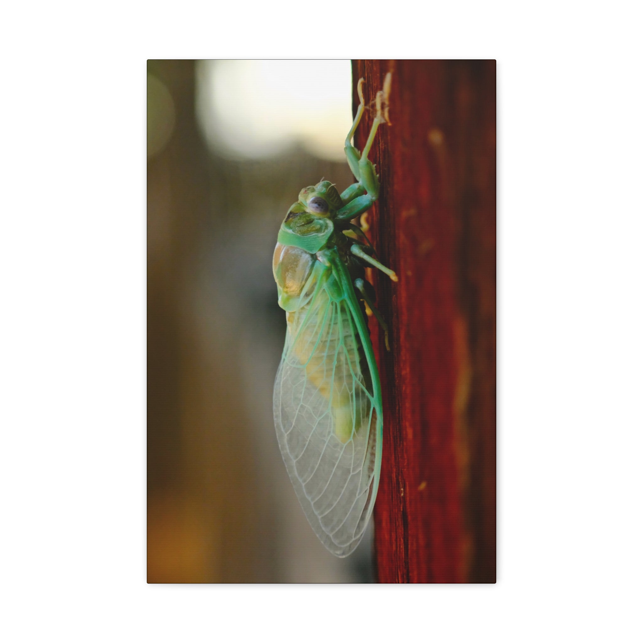 Cicada Close-Up Matte Canvas Print — Stretched 1.25" Nature Wall Art