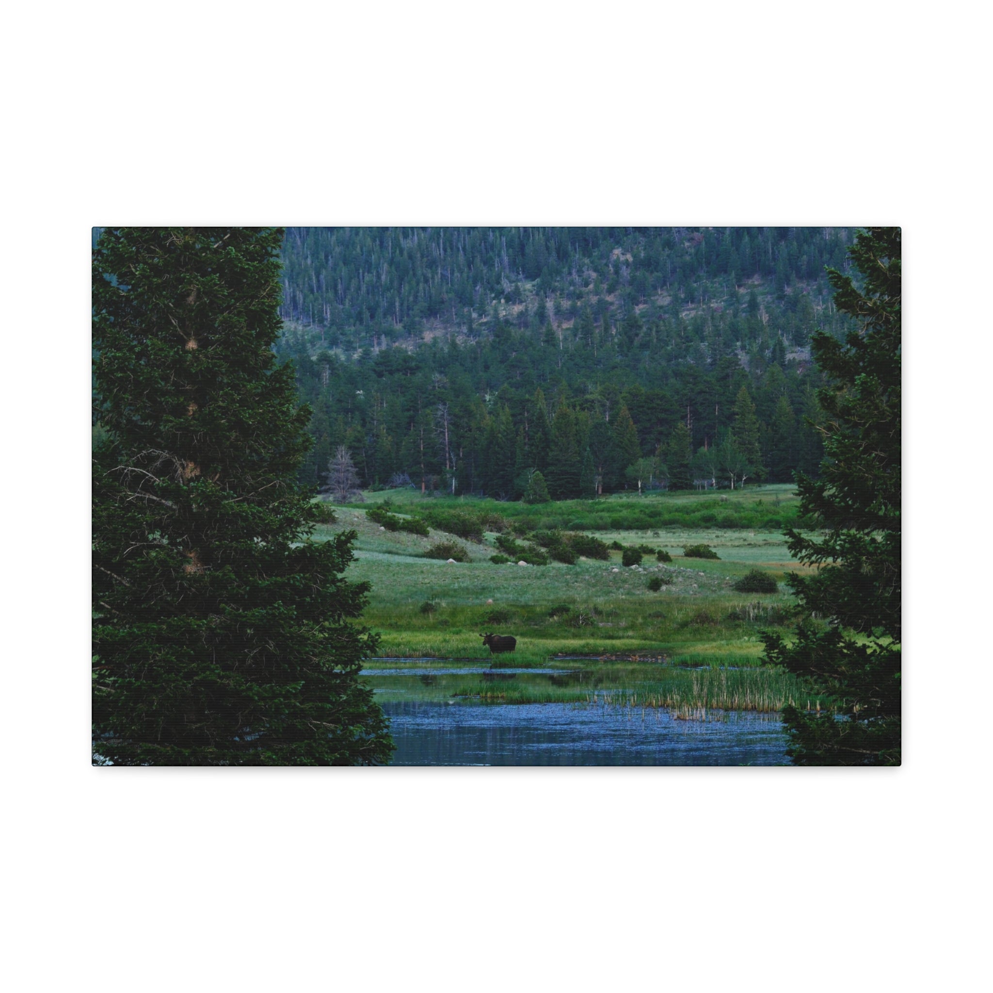 Moose Meadow Canvas Wall Art – Stretched Matte Landscape Print