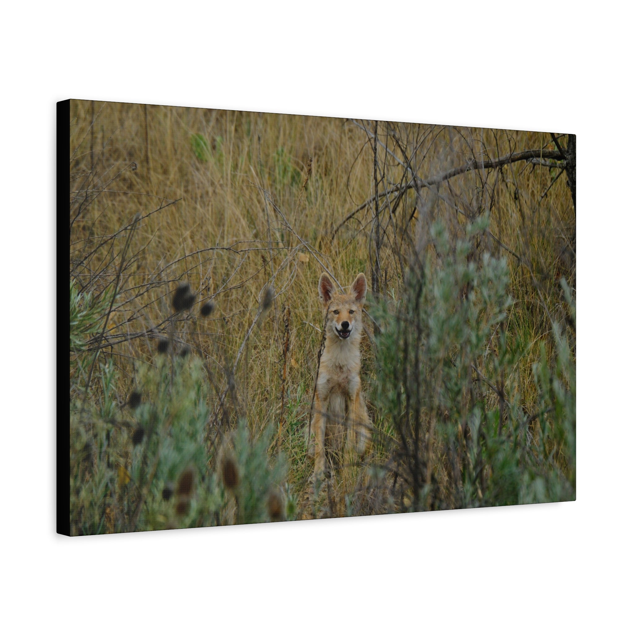 Friendly Face In The Wild - Coyote in Tall Grass Matte Canvas Wall Art