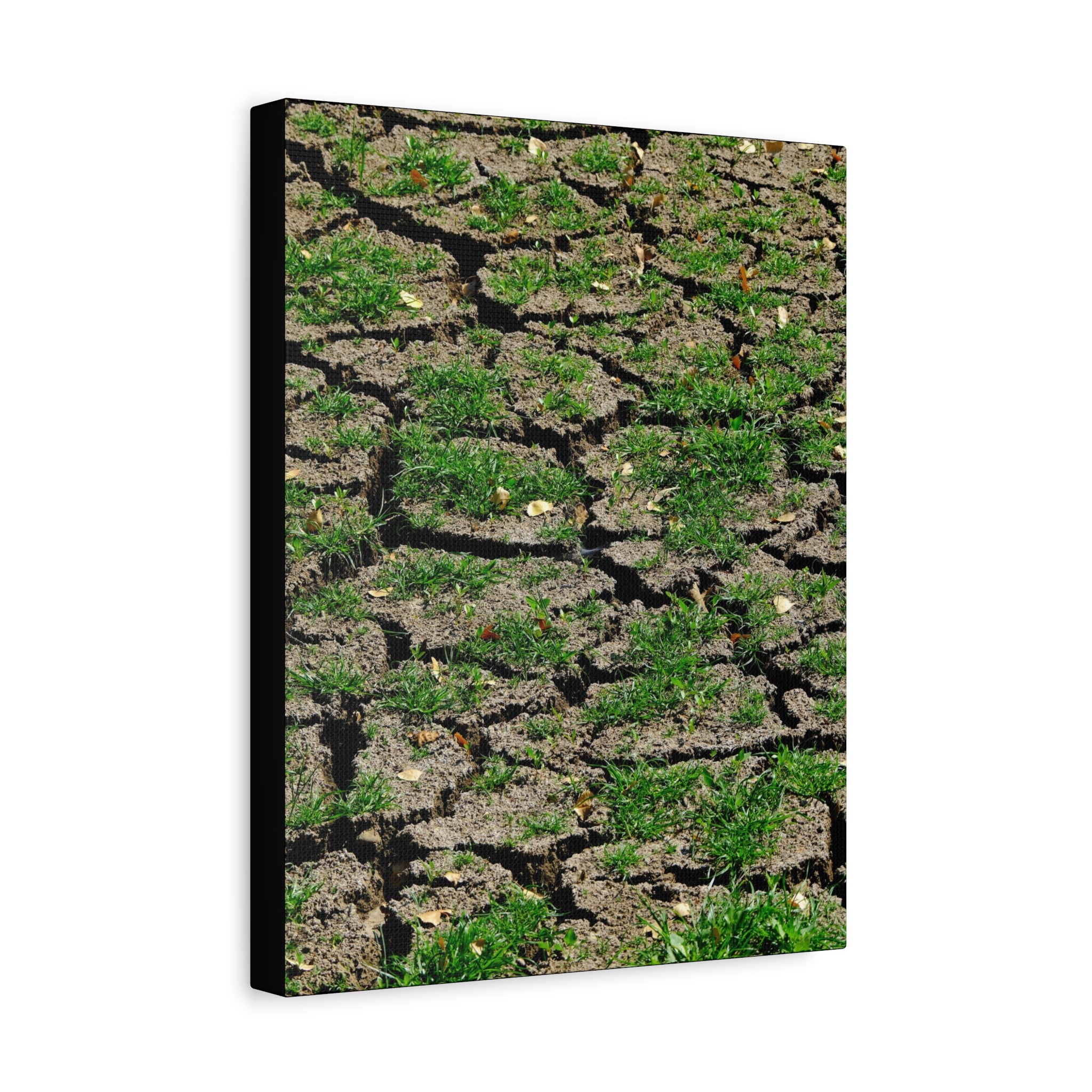Life Finds A Way Canvas Print — Cracked Earth with Green Grass Matte Stretched Canvas (1.25")