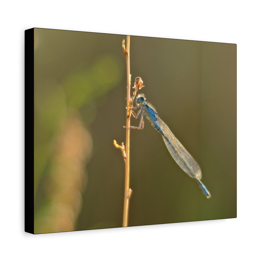 Blue Dragonfly Macro Canvas Print — Blue Damselfly Nature Wall Art, Matte Stretched 1.25"