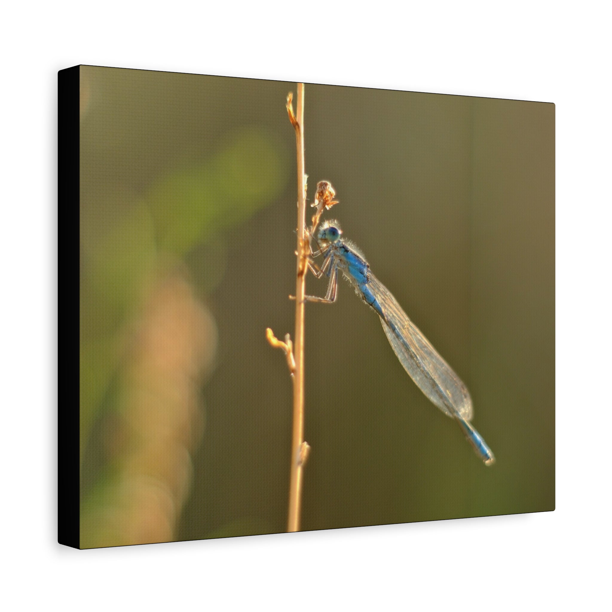 Blue Dragonfly Macro Canvas Print — Blue Damselfly Nature Wall Art, Matte Stretched 1.25"