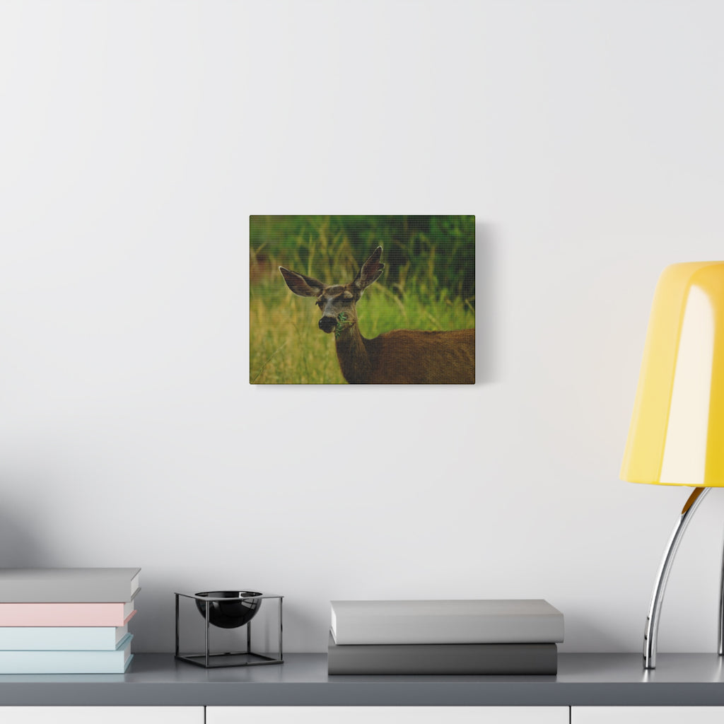 Doe Portrait Matte Canvas Wall Art
