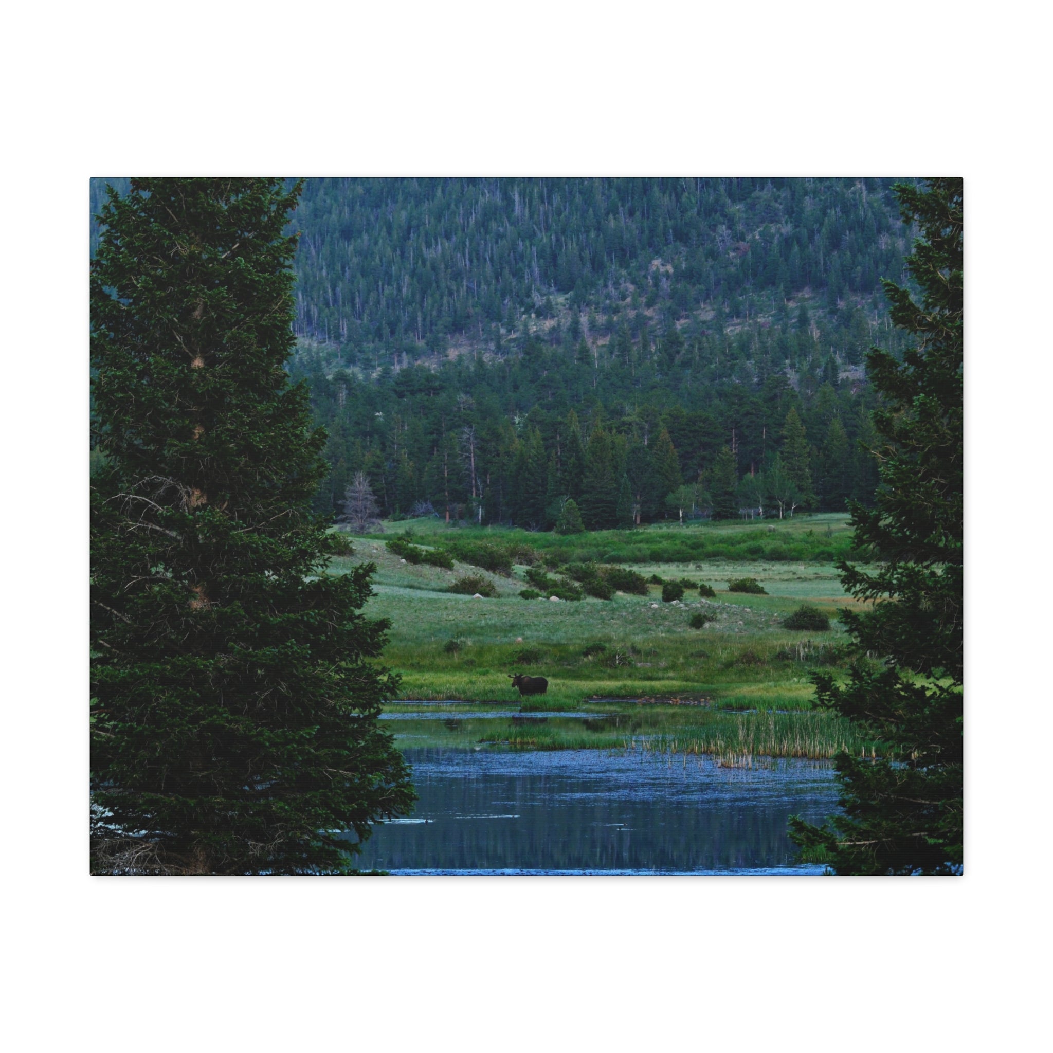 Moose Meadow Canvas Wall Art – Stretched Matte Landscape Print