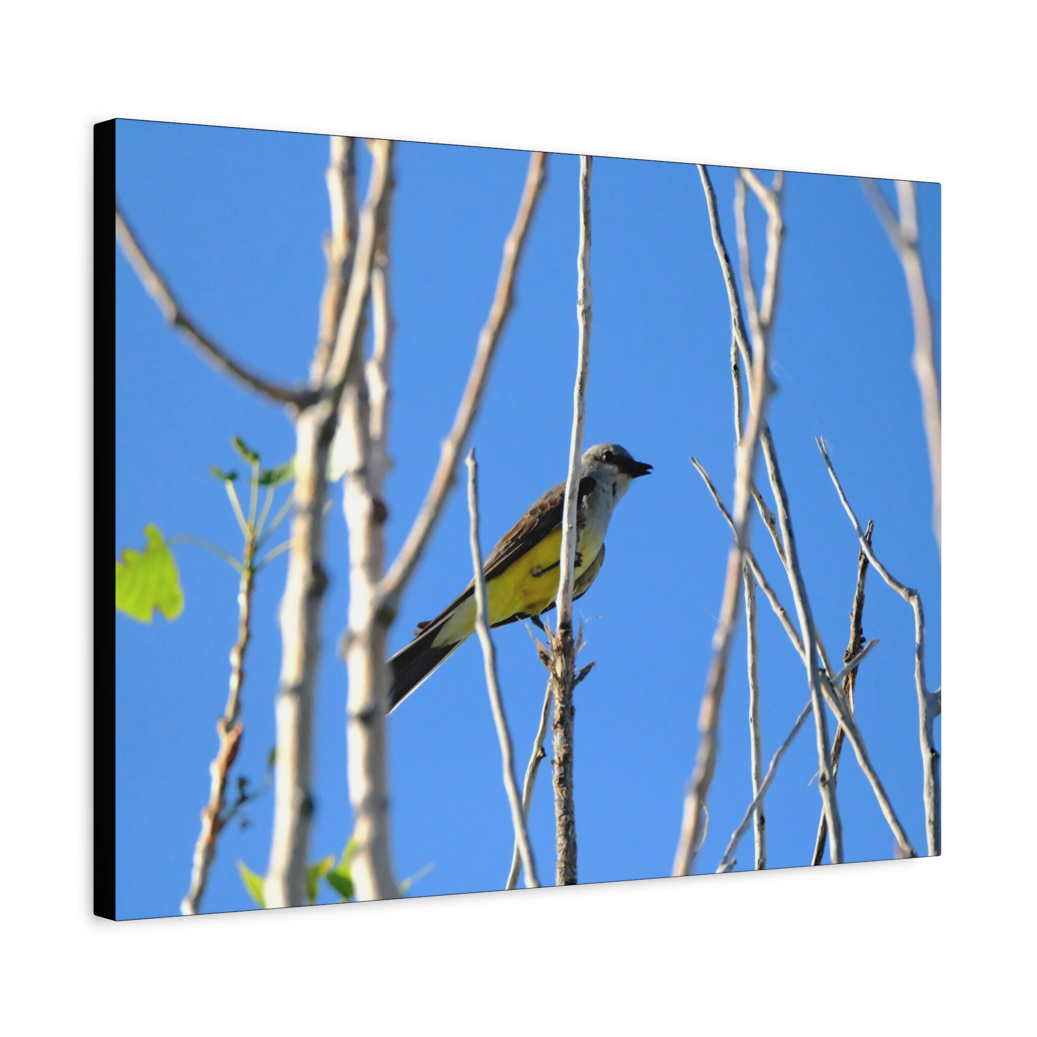 Western King Bird Horizontal Matte Canvas, Stretched, 1.25"