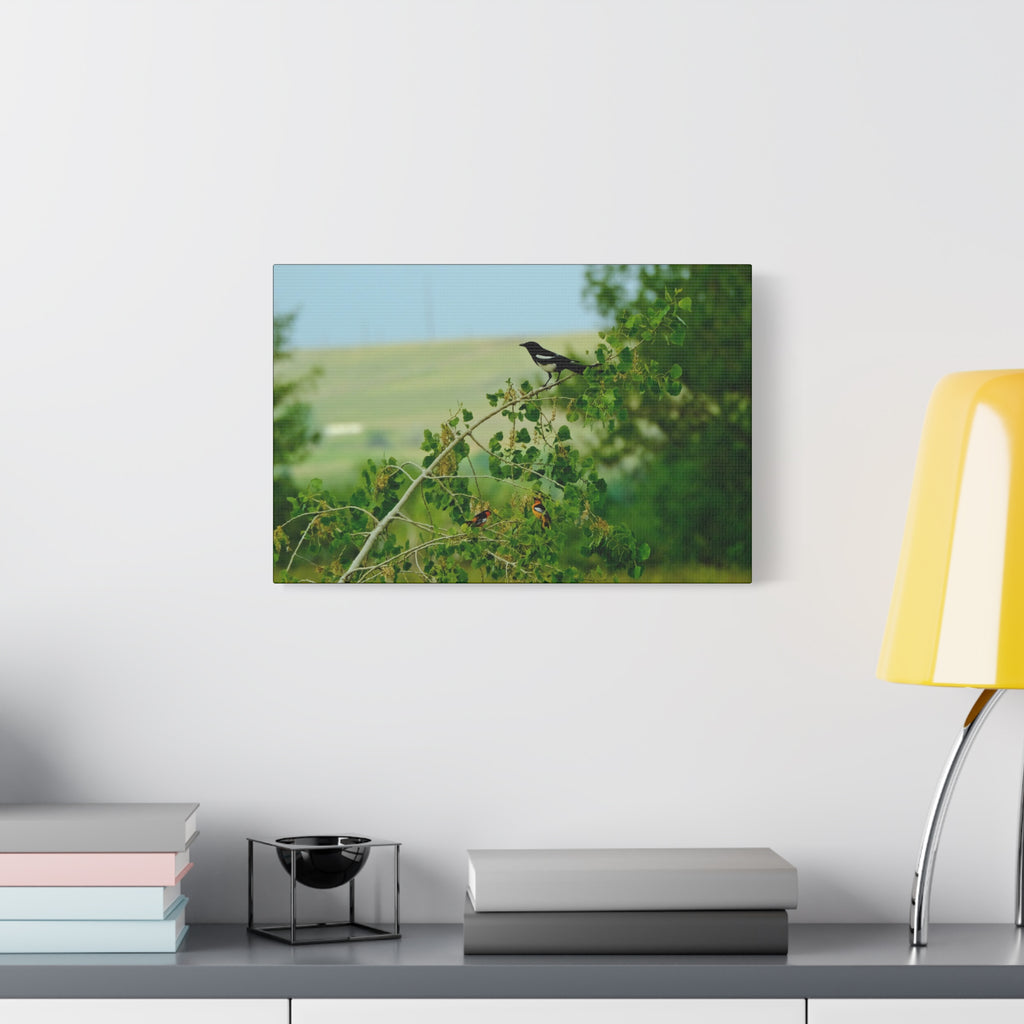 Magpie & Bullock's Oriole resting Matte Stretched Canvas Wall Art