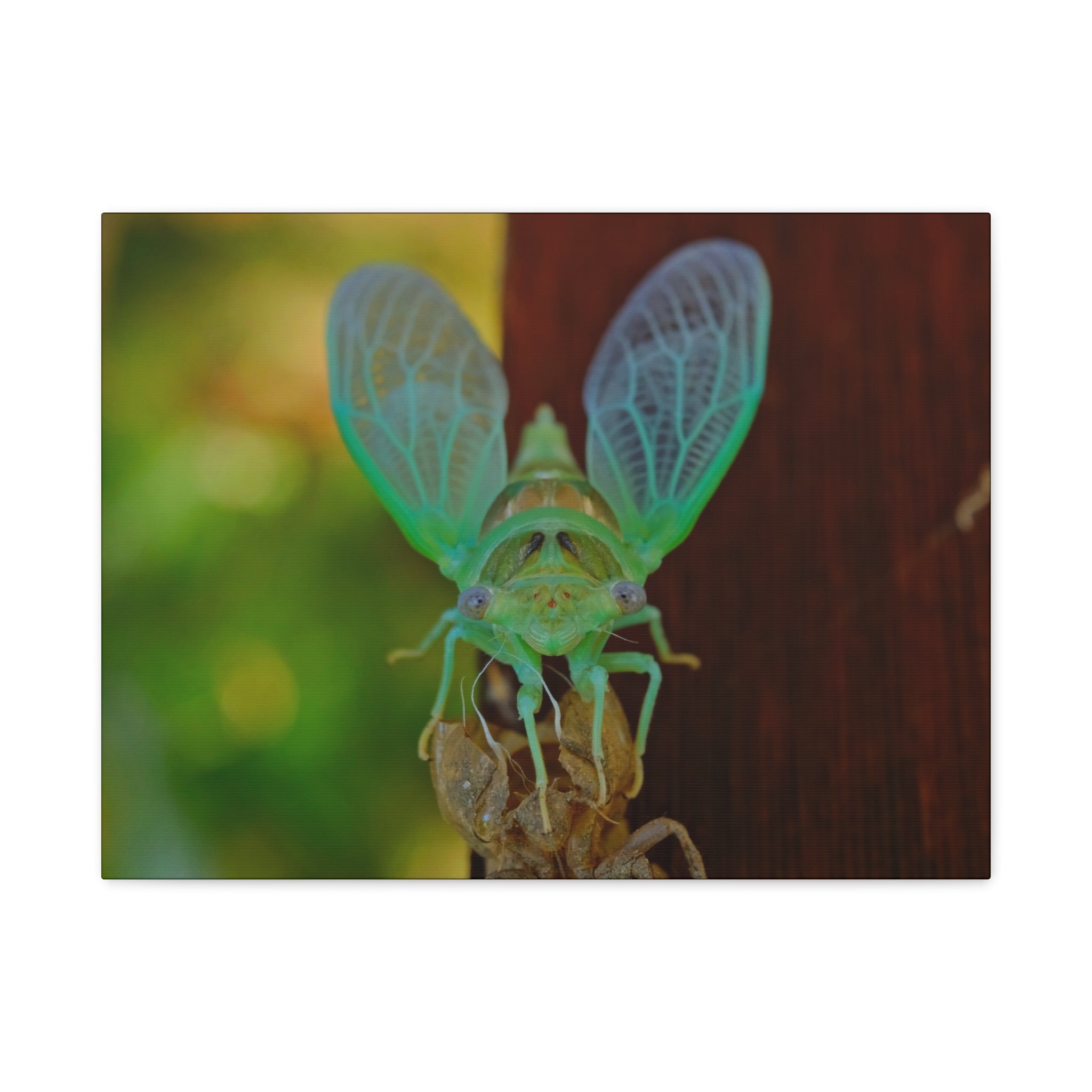 The Cutest Green Cicada Canvas Print - Matte Stretched Wall Art