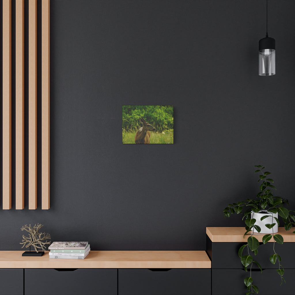 Doe in Meadow Matte Stretched Canvas (1.25") — Wildlife Wall Art