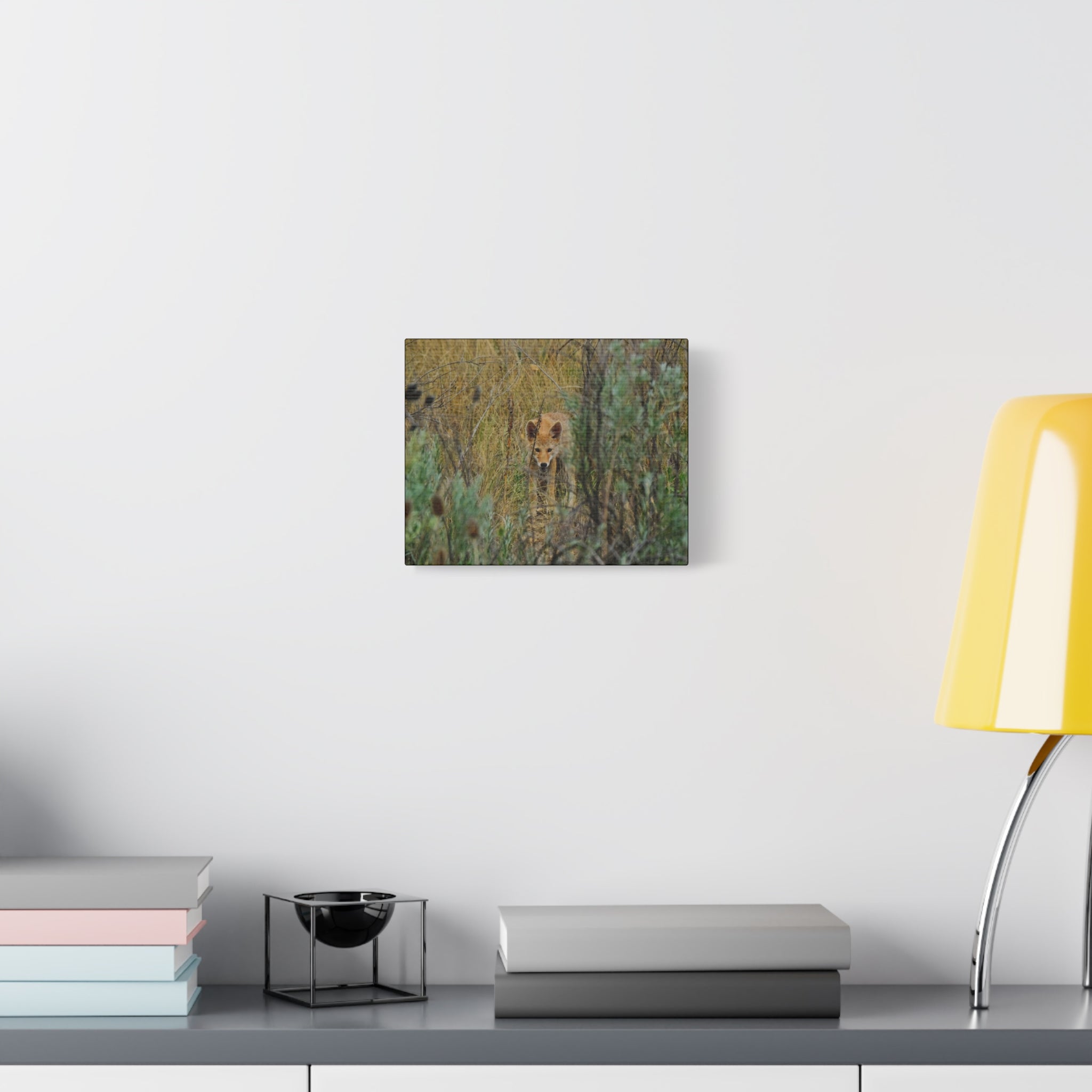 Coyote Pup Staring - Matte Stretched Canvas