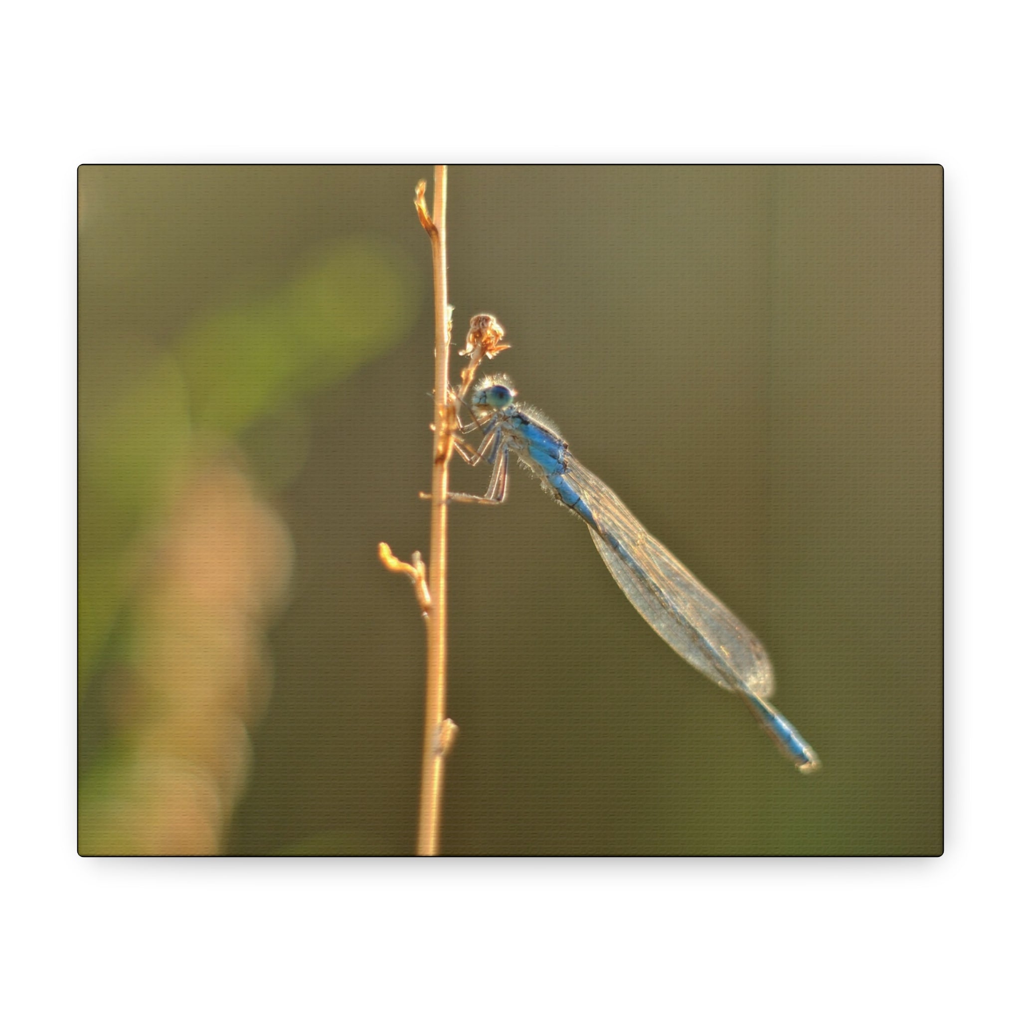 Blue Dragonfly Macro Canvas Print — Blue Damselfly Nature Wall Art, Matte Stretched 1.25"