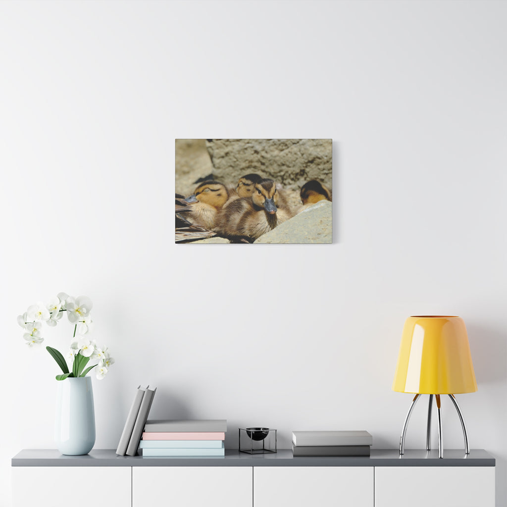 Duckling Canvas Print - Cute Baby Ducks Matte Stretched Wall Art