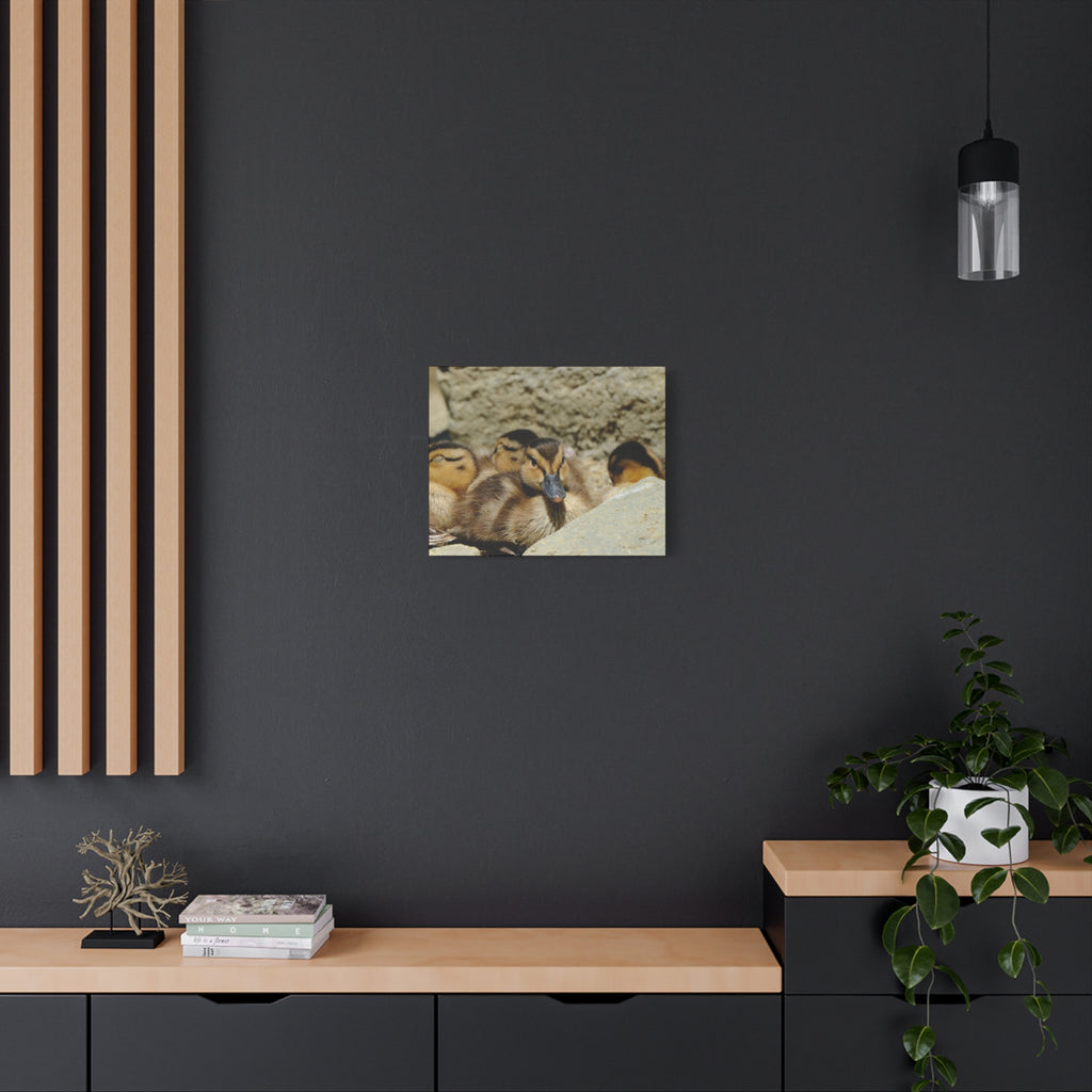 Duckling Canvas Print - Cute Baby Ducks Matte Stretched Wall Art