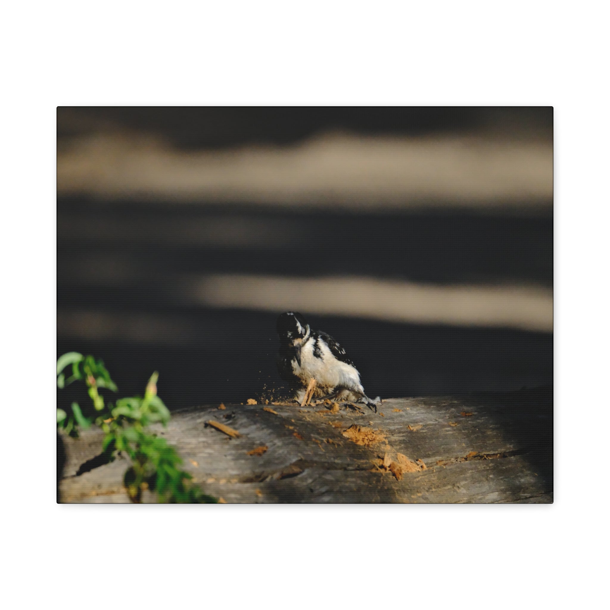 American Three-toed Woodpecker Hard At Work Canvas Wall Art