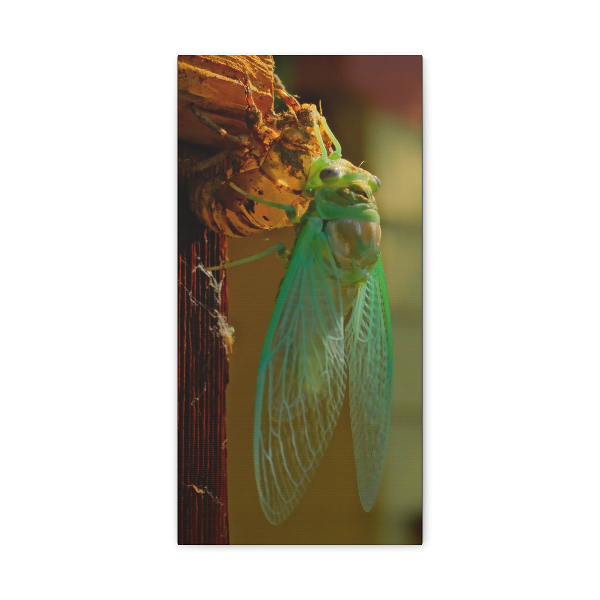 Cicada Close-Up Matte Canvas Wall Art — Nature Photography Stretched Print