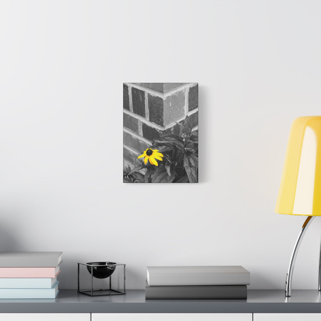 Yellow Daisy on Brick Matte Canvas Print — Stretched Wall Art