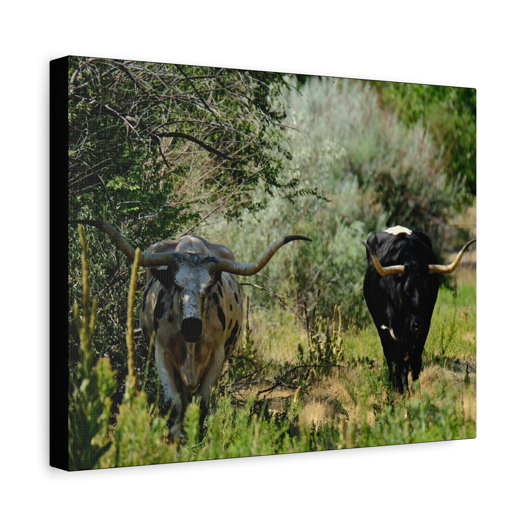 Long Horns on a Stroll - Matte Canvas, Stretched, 1.25"