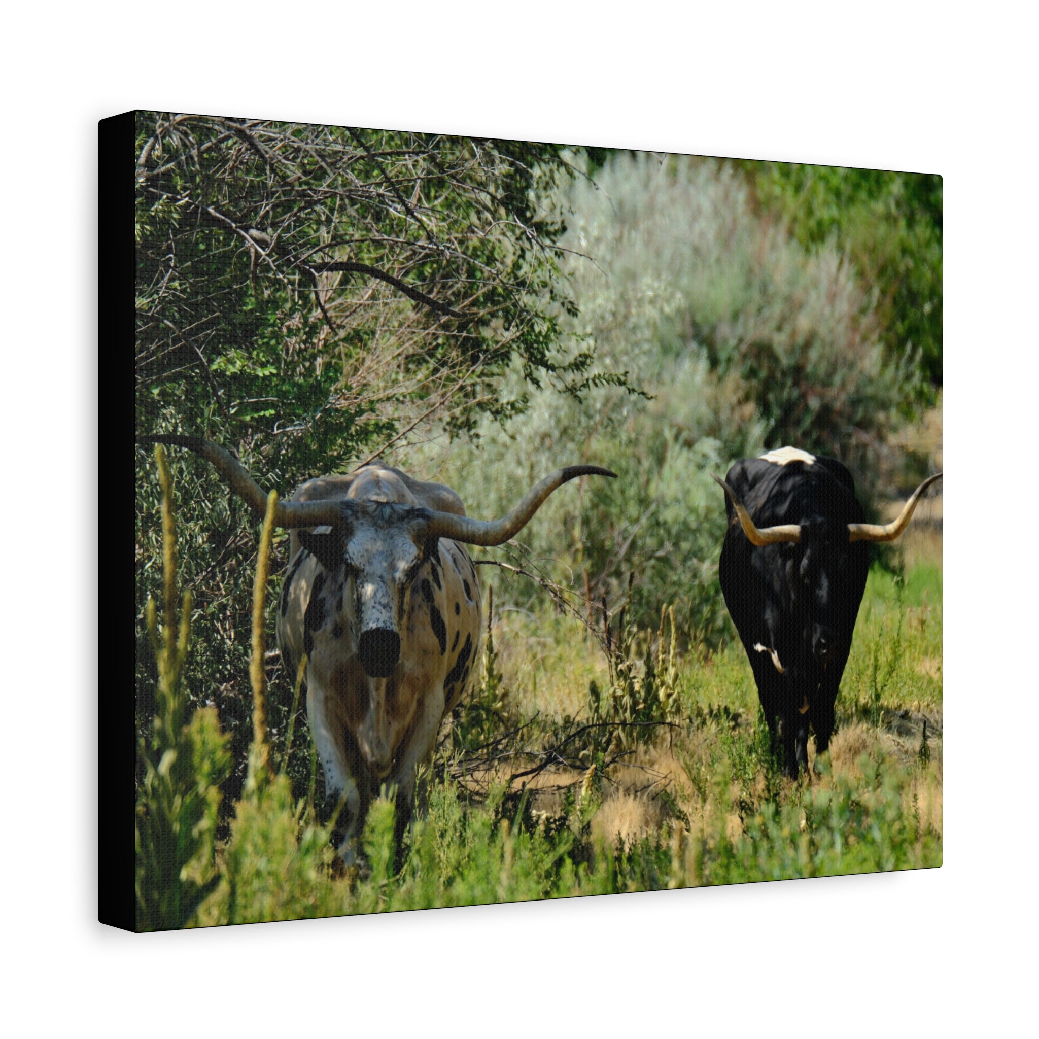 Long Horns on a Stroll - Matte Canvas, Stretched, 1.25"