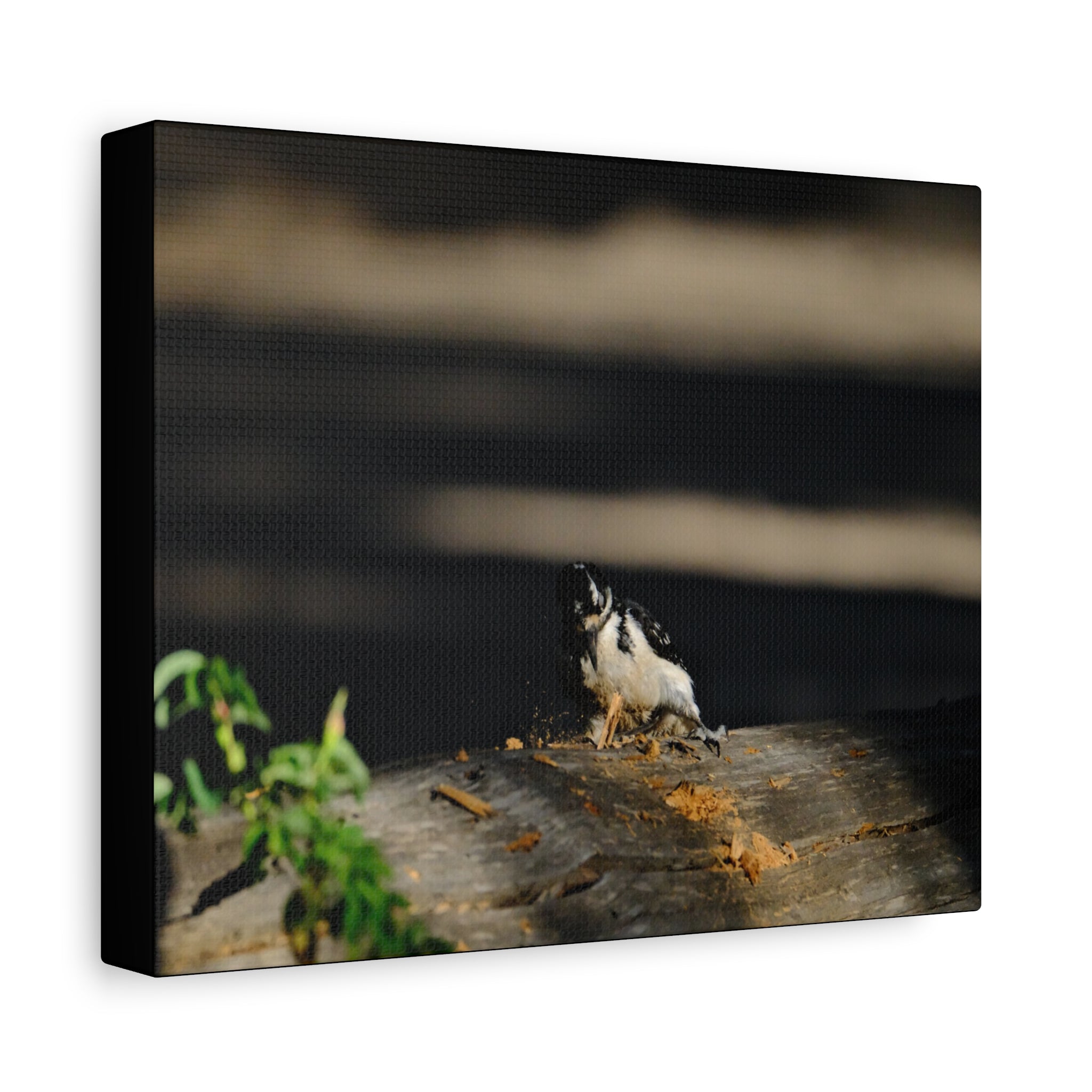 American Three-toed Woodpecker Hard At Work Canvas Wall Art
