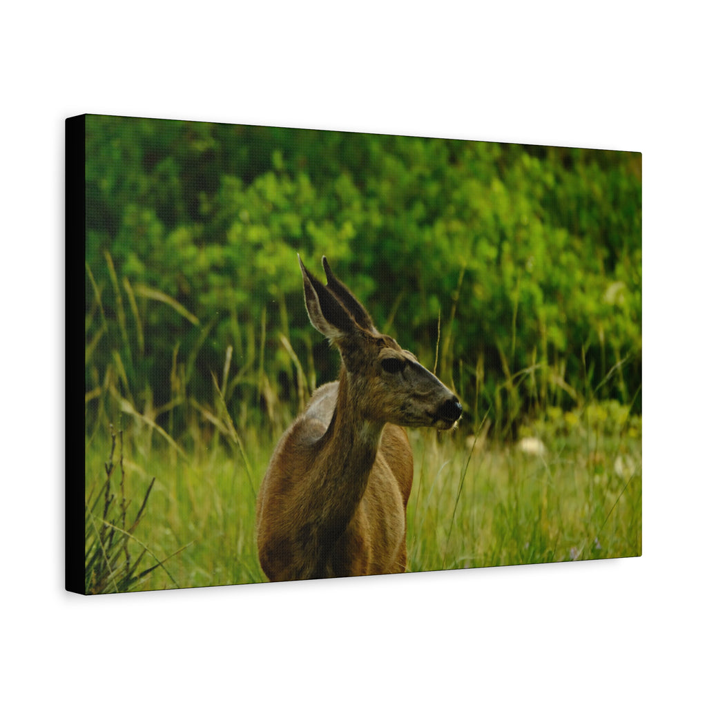 Doe in Meadow Matte Stretched Canvas (1.25") — Wildlife Wall Art