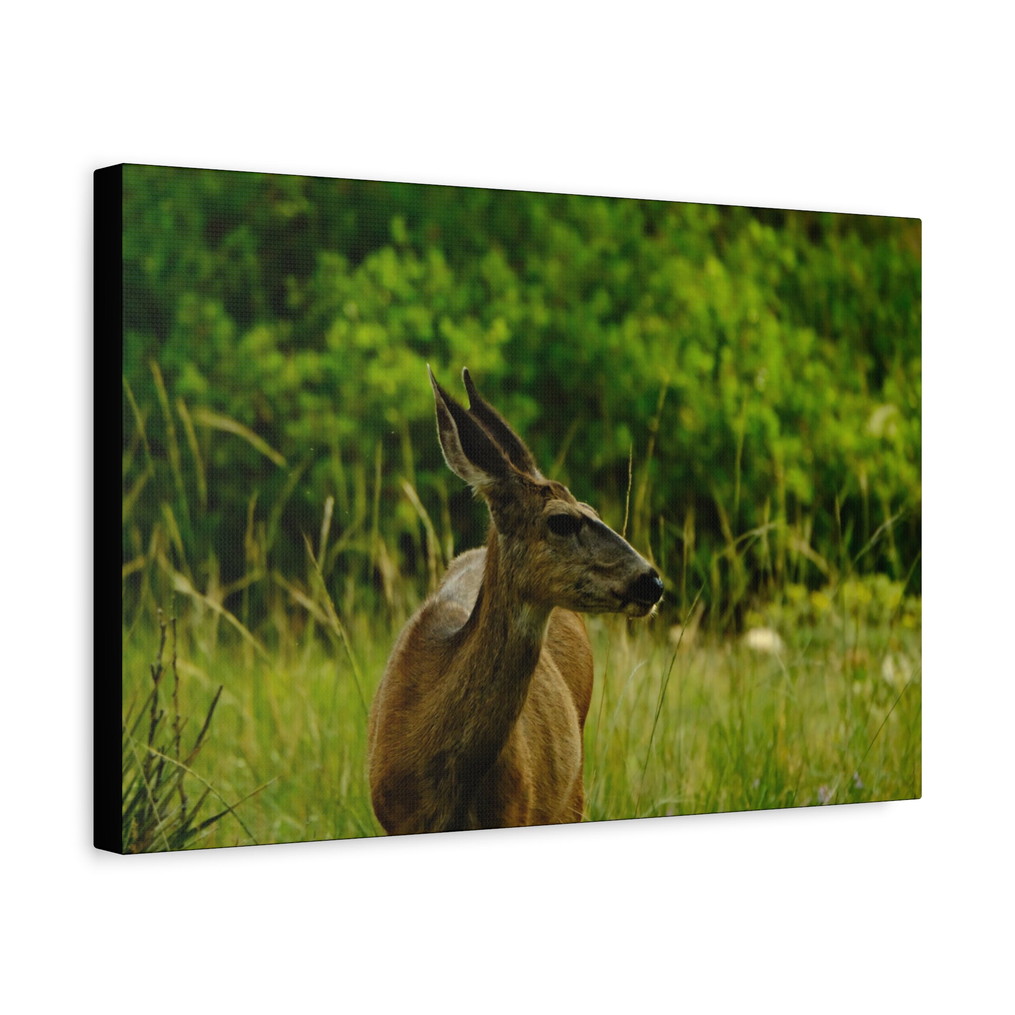 Doe in Meadow Matte Stretched Canvas (1.25") — Wildlife Wall Art
