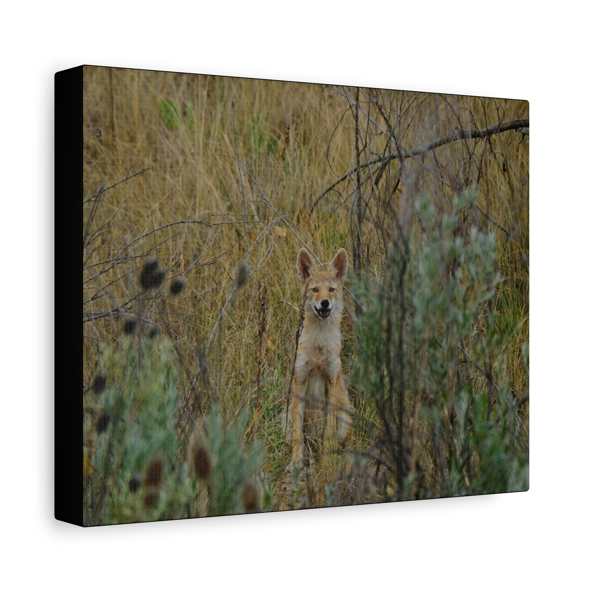 Friendly Face In The Wild - Coyote in Tall Grass Matte Canvas Wall Art