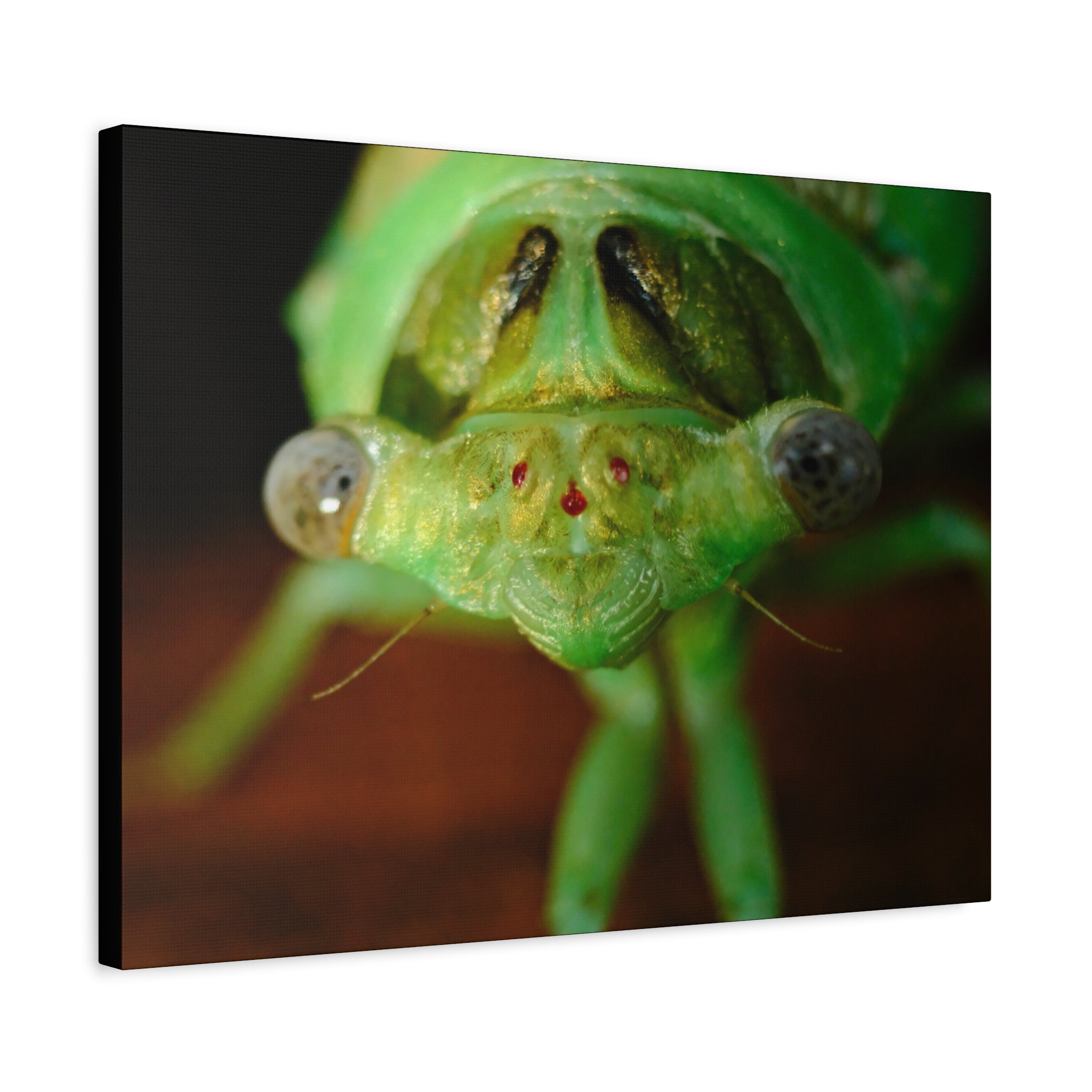 Cute Green Cicada Macro Canvas Print — Close-Up Insect Wall Art
