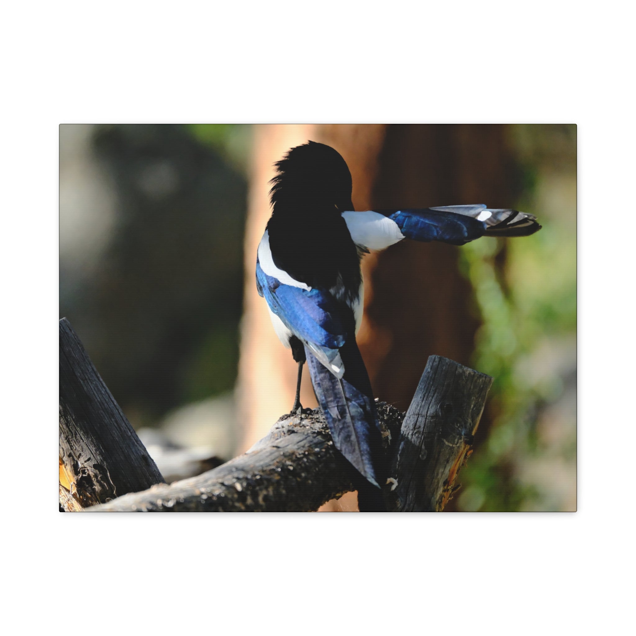 Black-billed Magpie Wildlife Canvas Print — Matte Stretched Wall Art