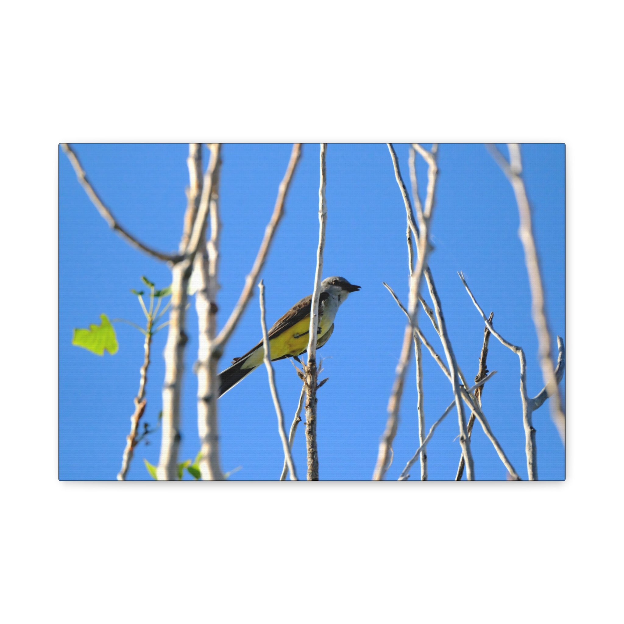 Western King Bird Horizontal Matte Canvas, Stretched, 1.25"