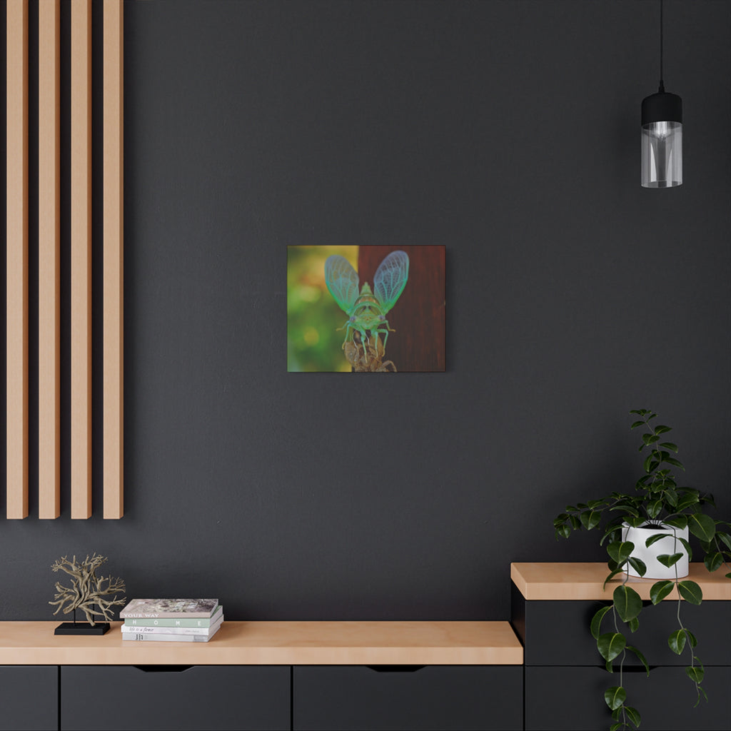 The Cutest Green Cicada Canvas Print - Matte Stretched Wall Art