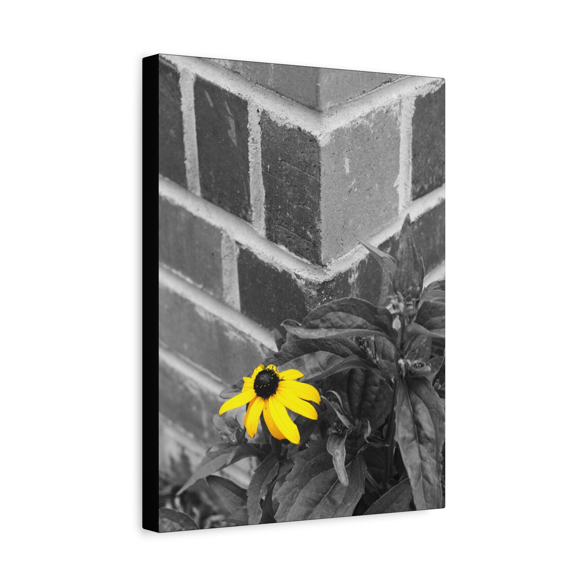 Yellow Daisy on Brick Matte Canvas Print — Stretched Wall Art