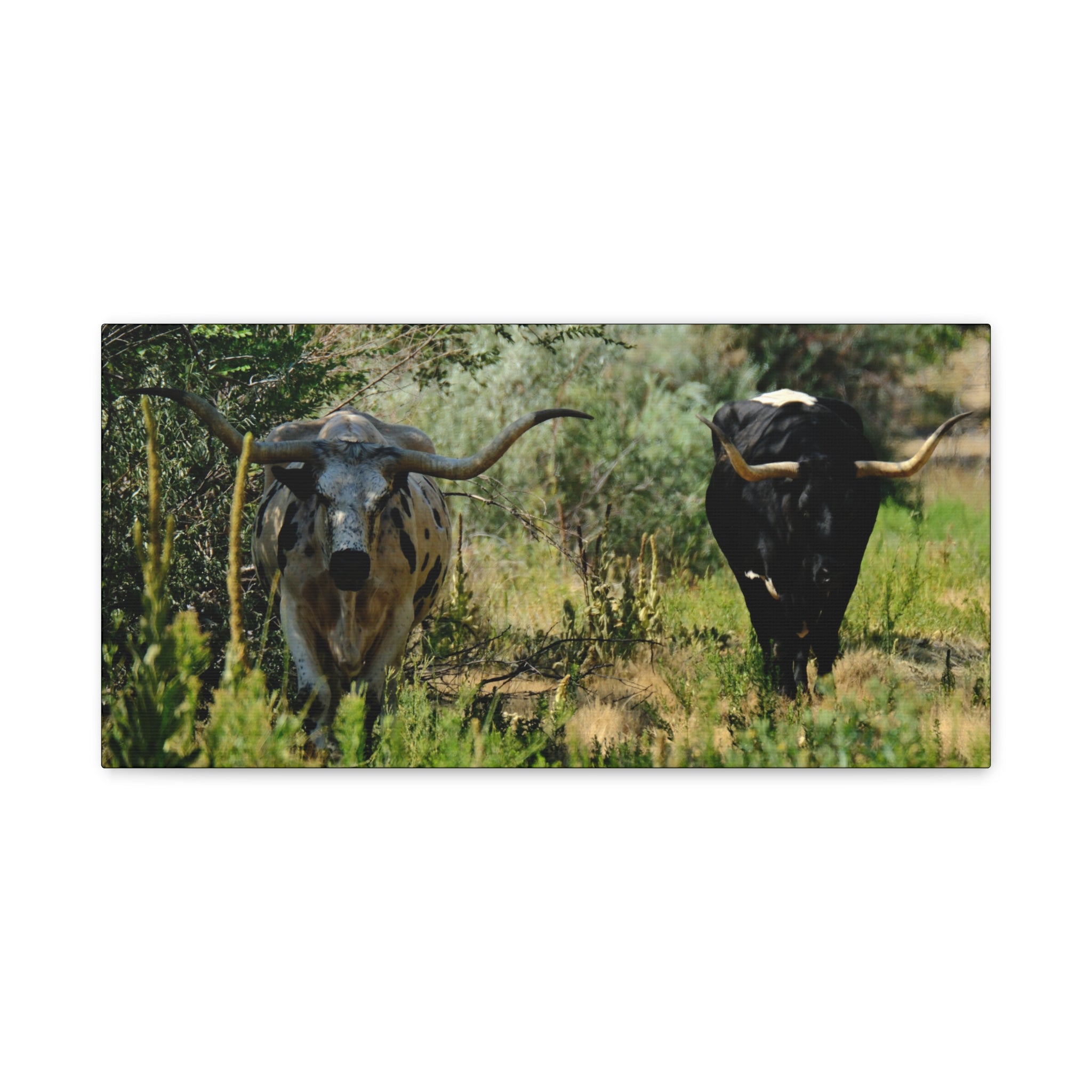 Long Horns on a Stroll - Matte Canvas, Stretched, 1.25"