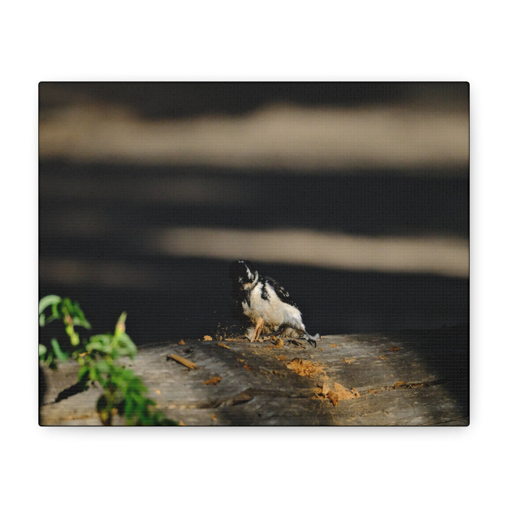 American Three-toed Woodpecker Hard At Work Canvas Wall Art